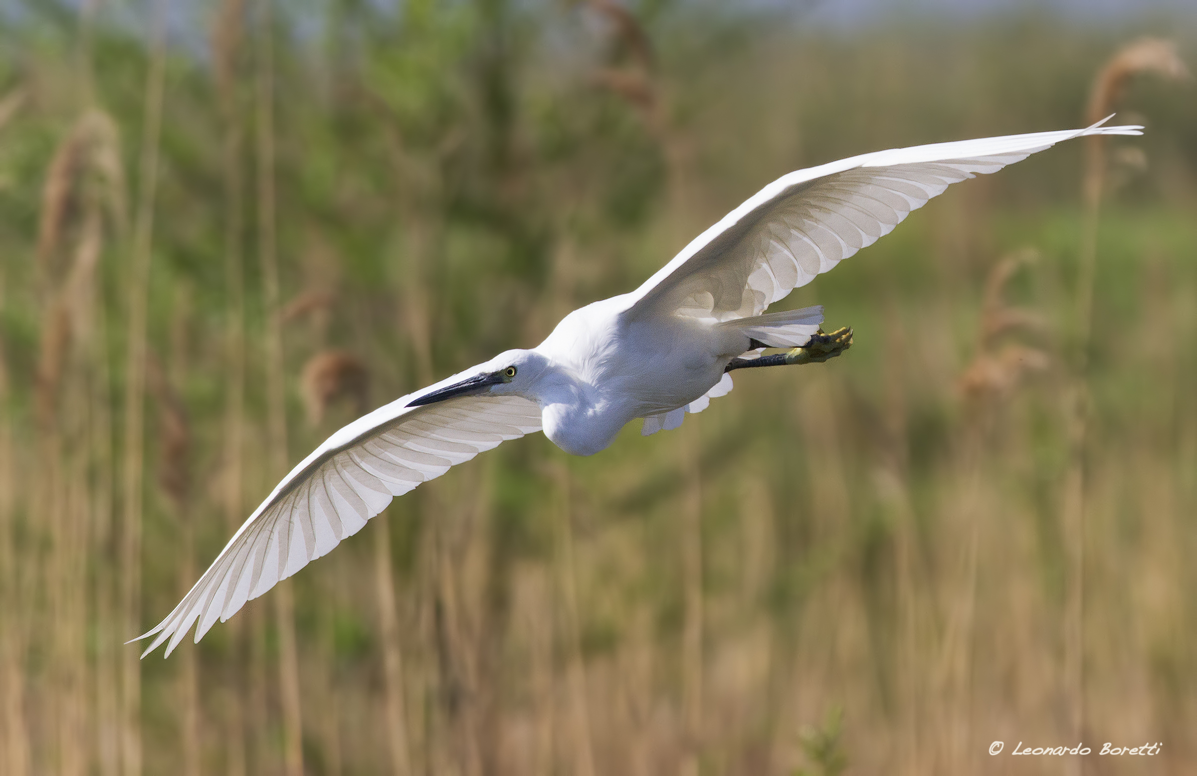 Egret in flight