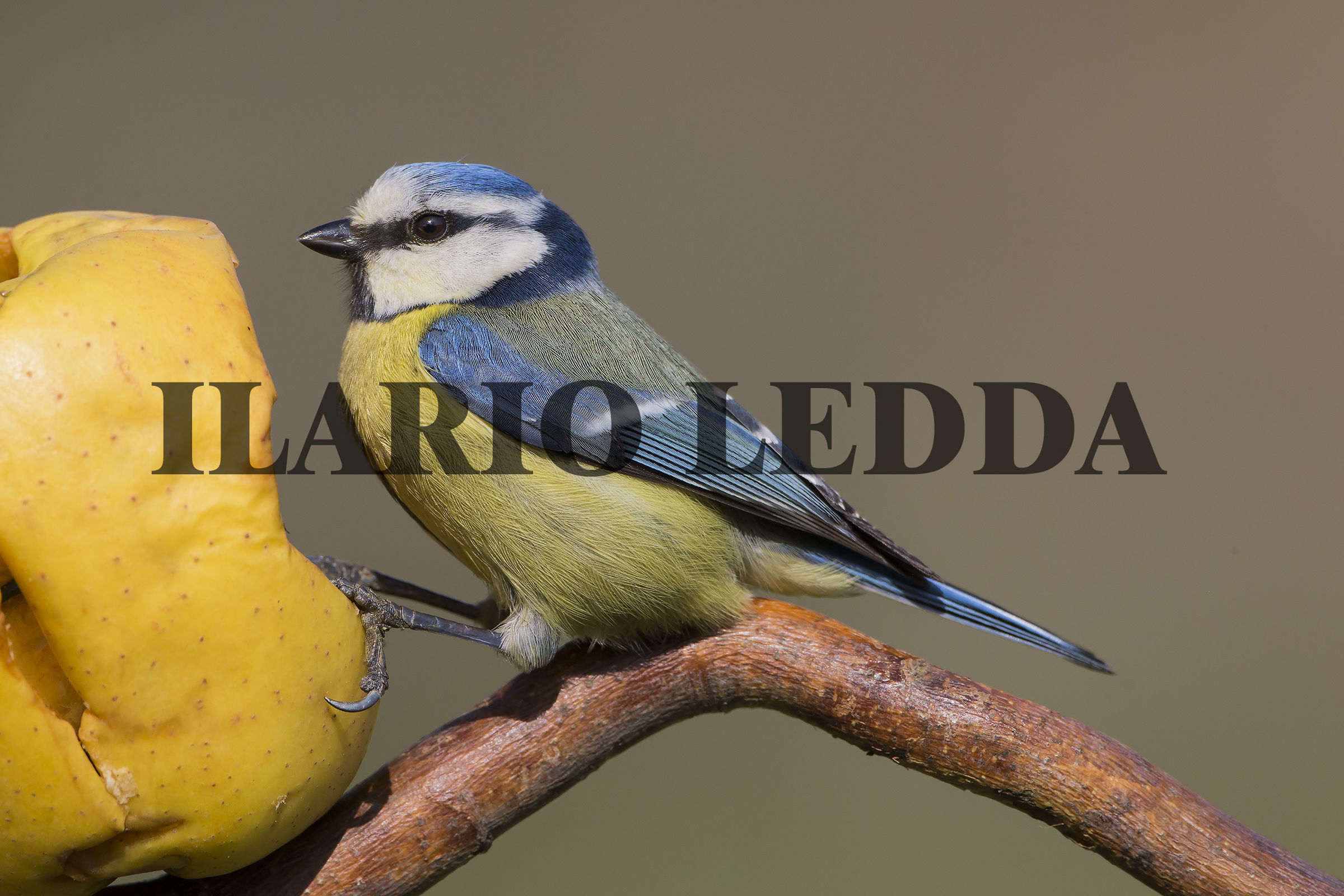 cinciarella a tavola