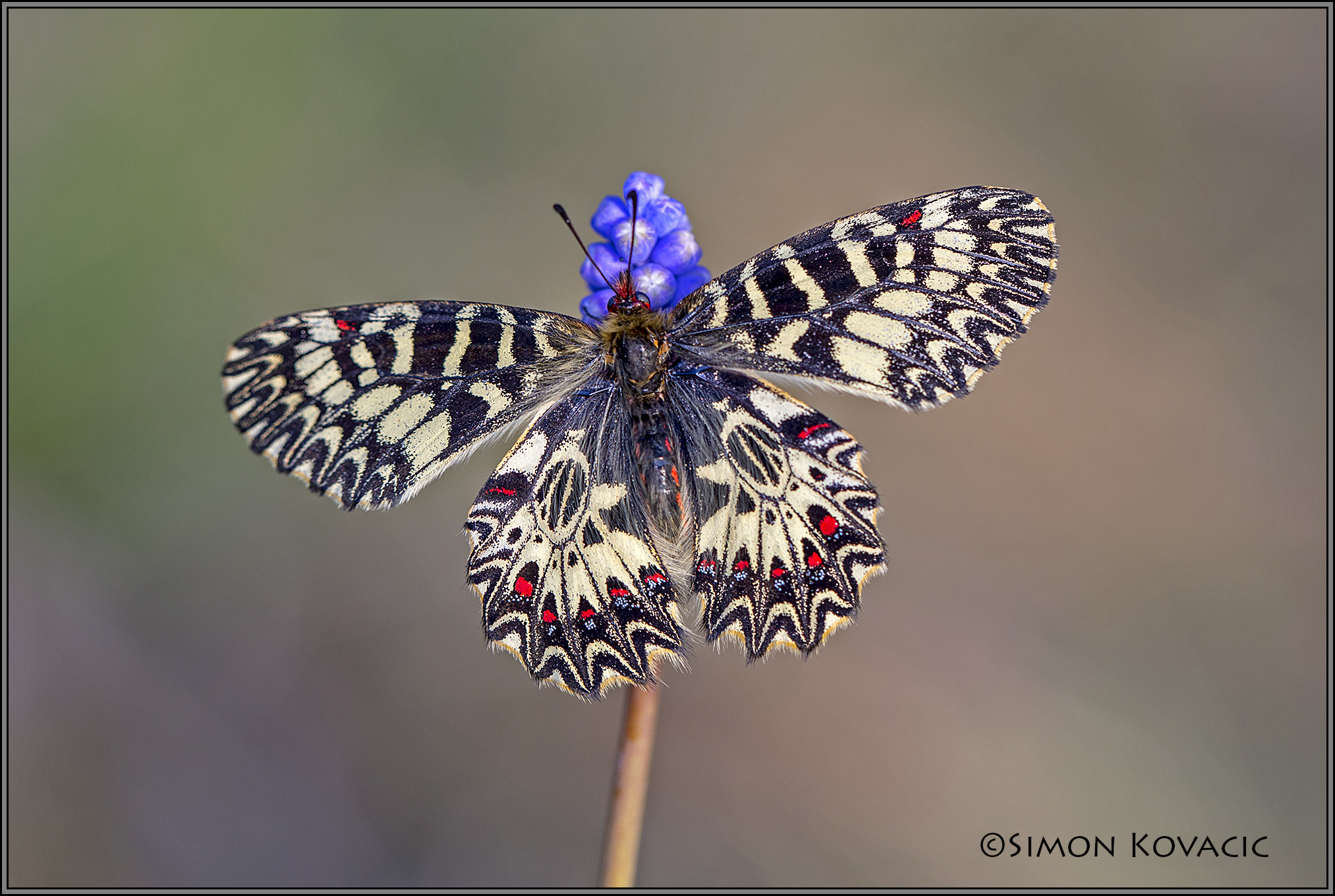 The Southern Festoon
