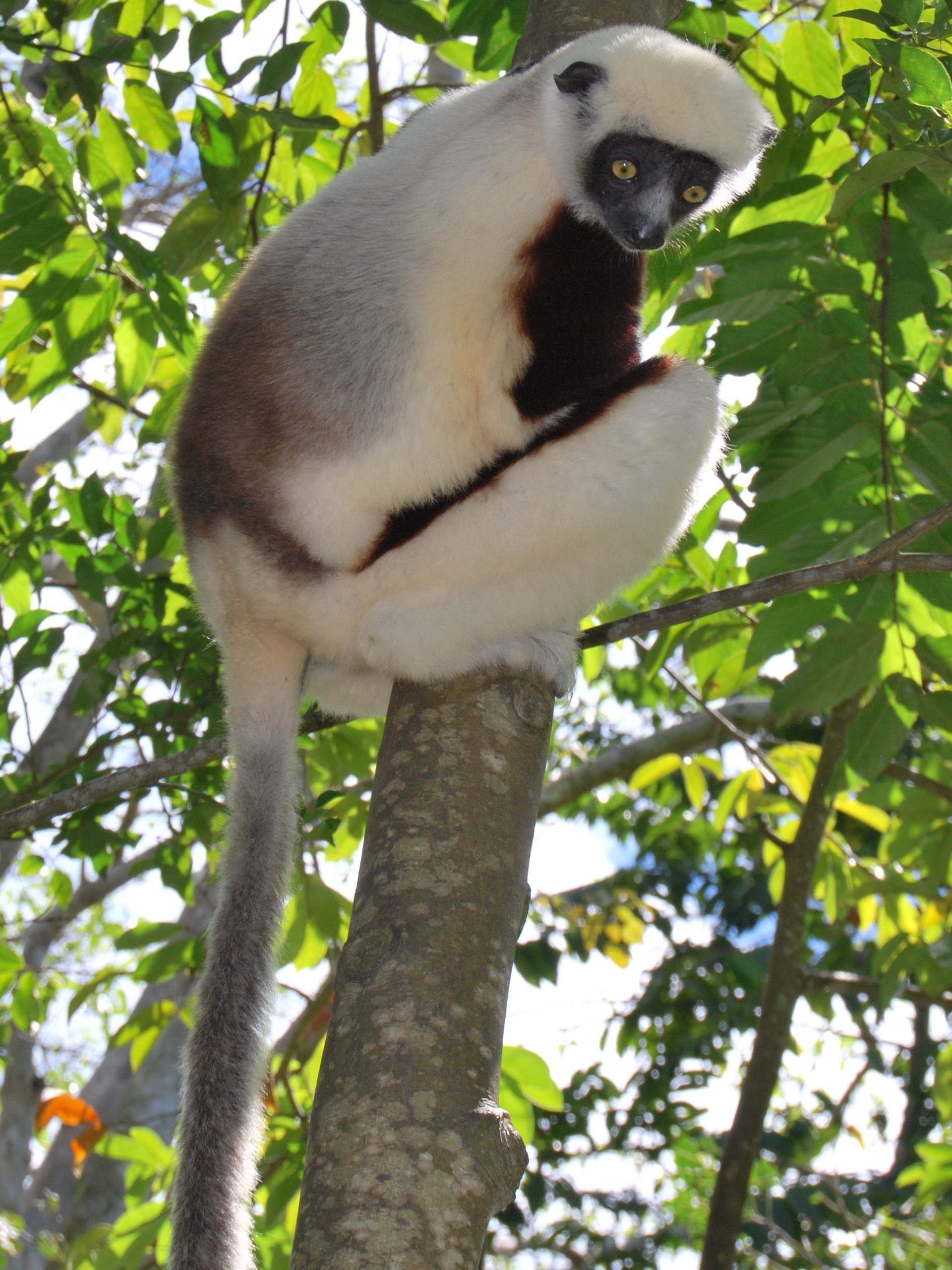 lemure Madagascar foresta lokobe