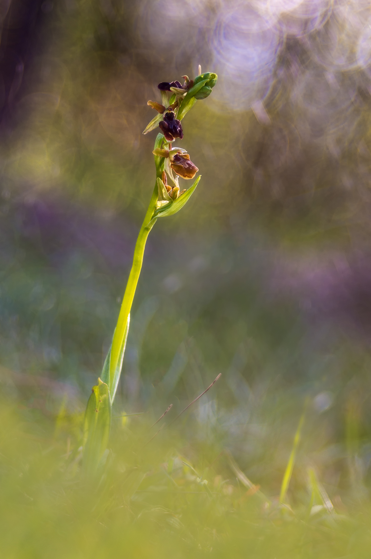 searching for the light