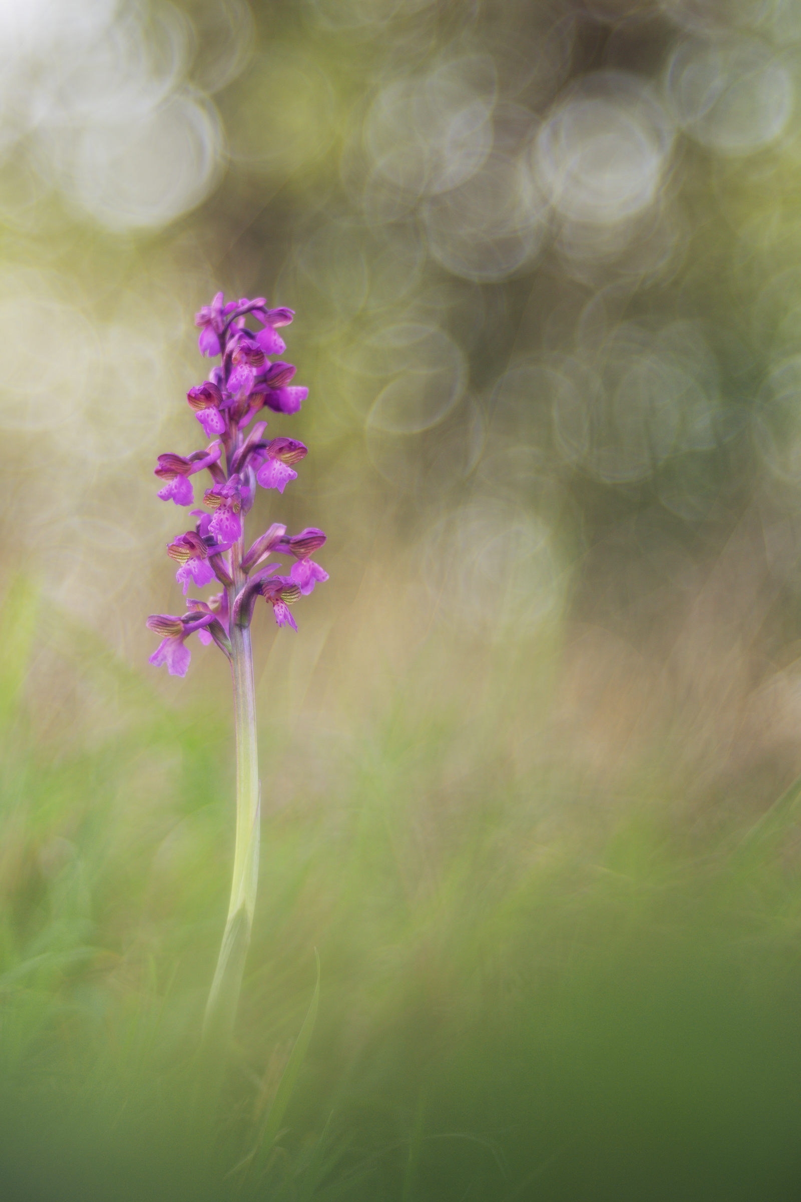 Anacamptis morio