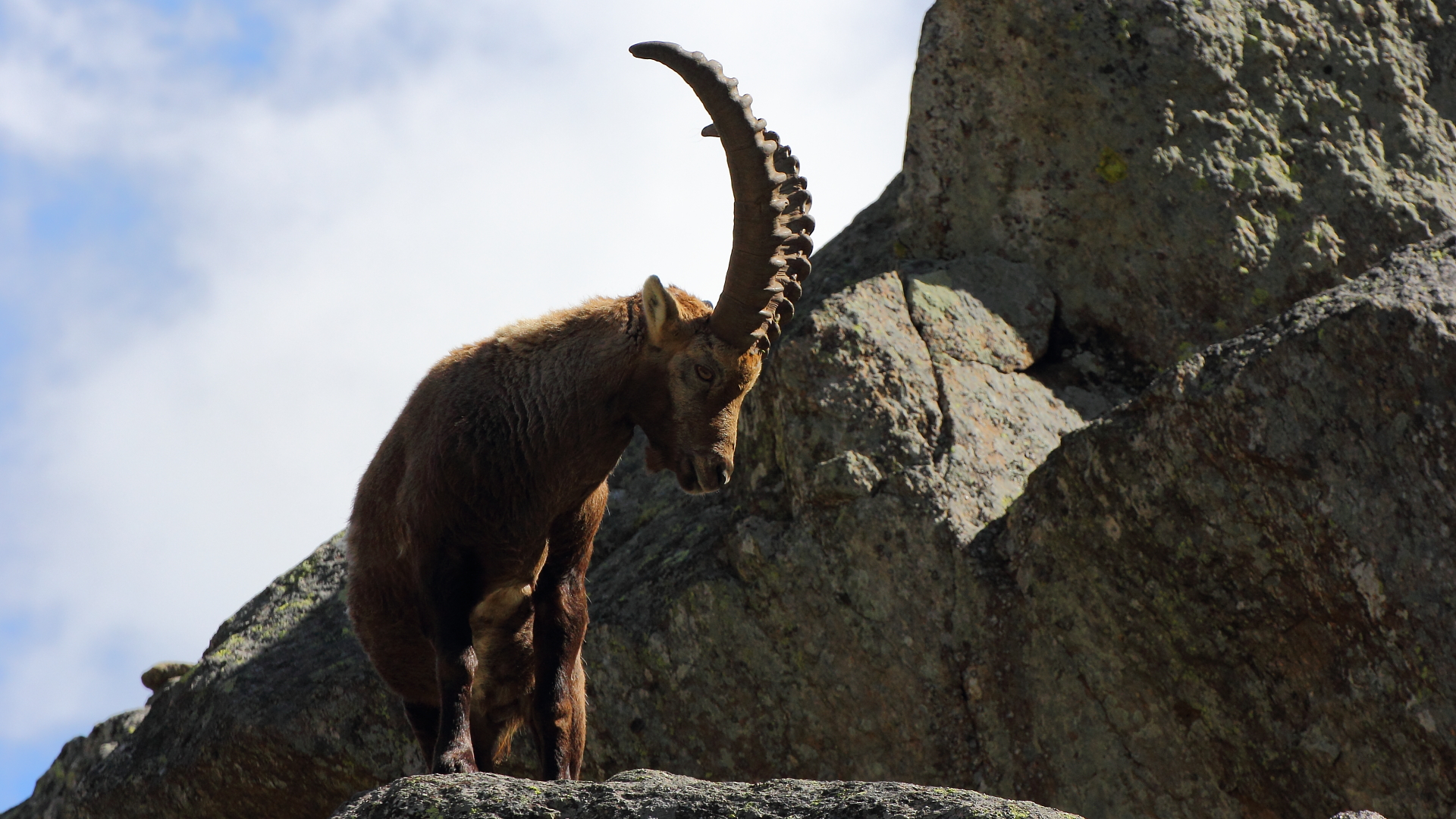 Ibex
