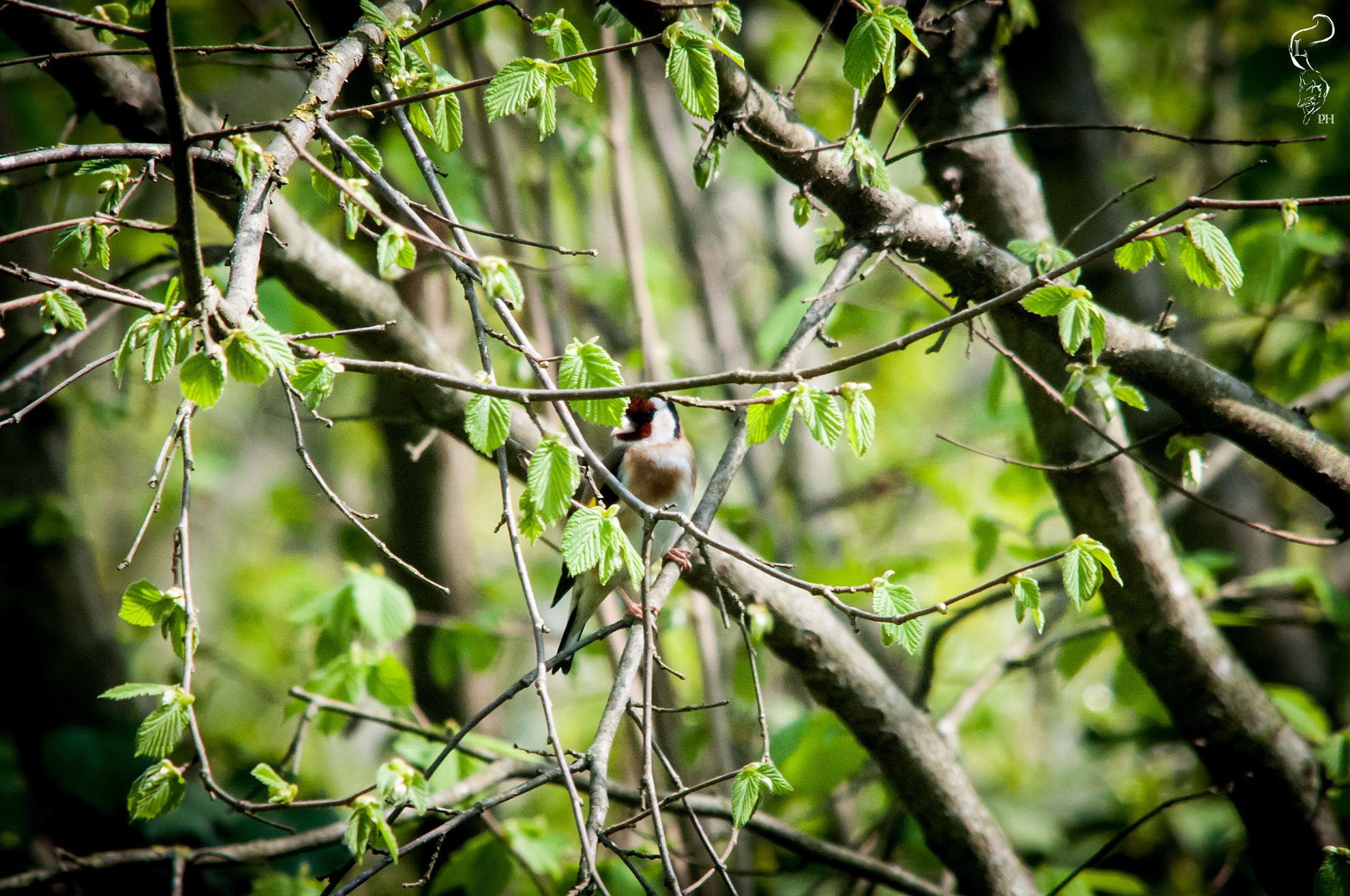 Tra le fronde (che specie è?)