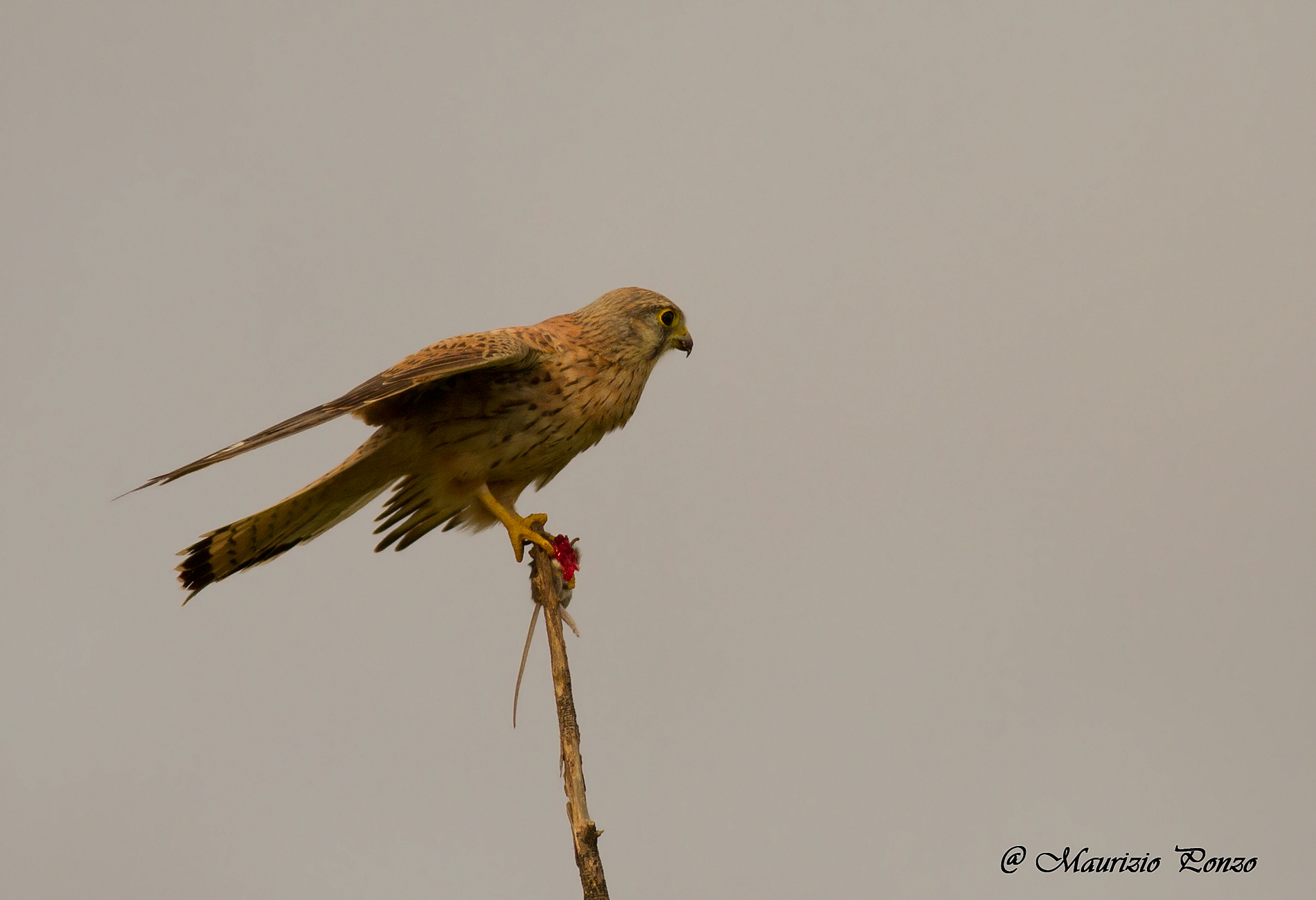 Kestrel with prey