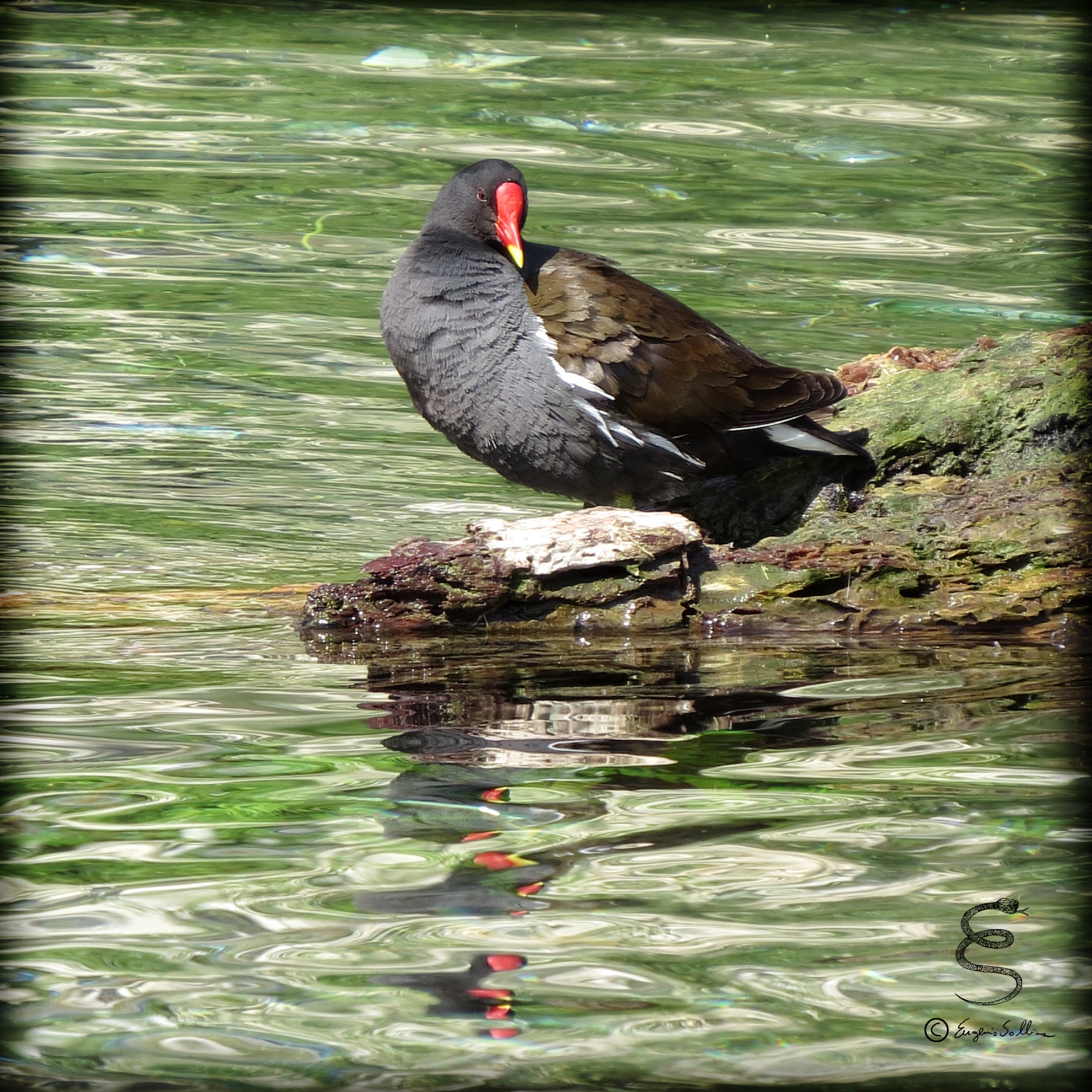 Common Moorhen (Gallinula chloropus)