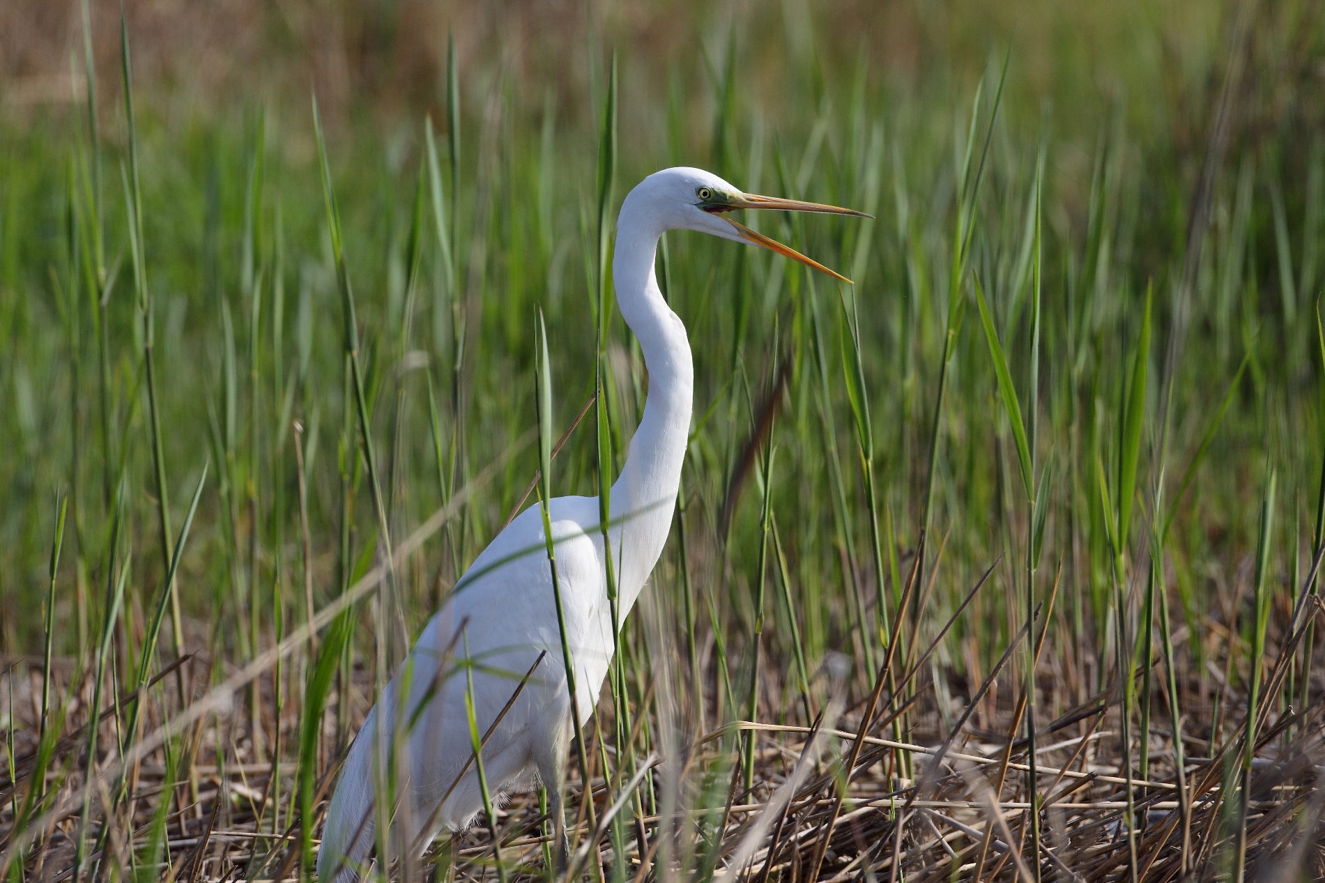 airone bianco maggiore