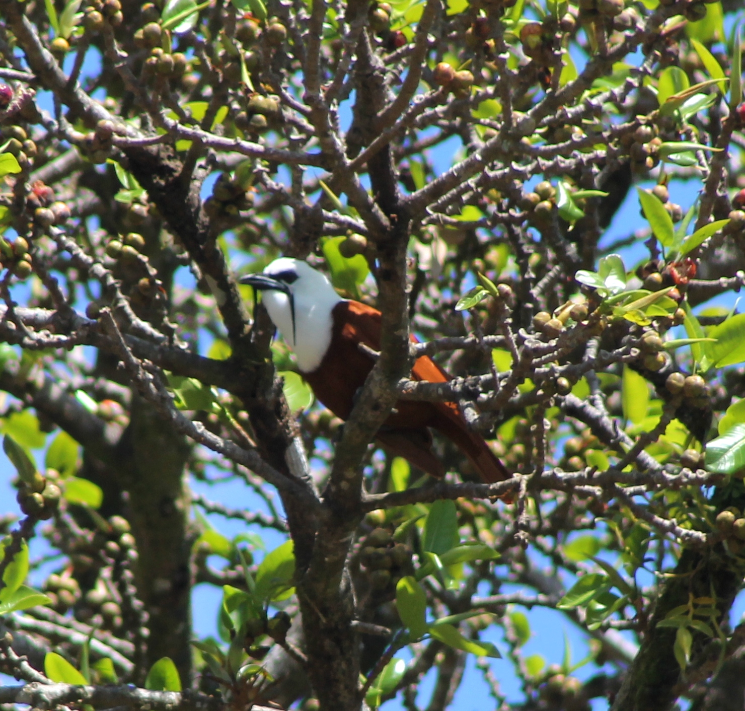 three wattled bell bird