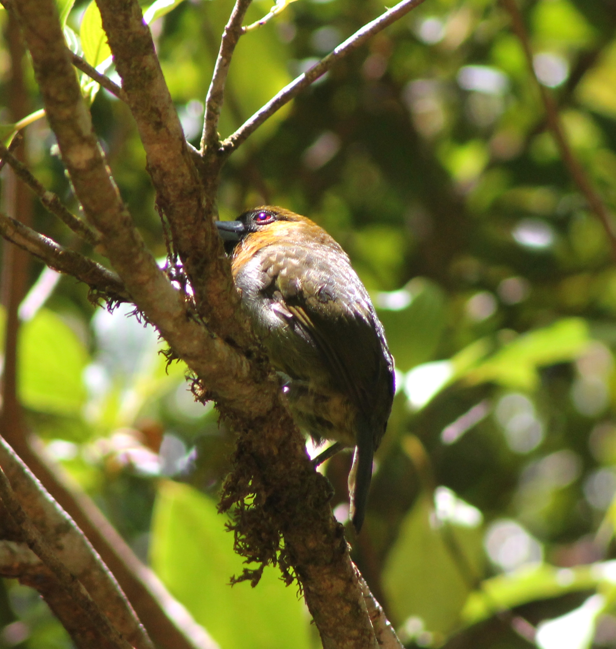 Prong billed Barbet