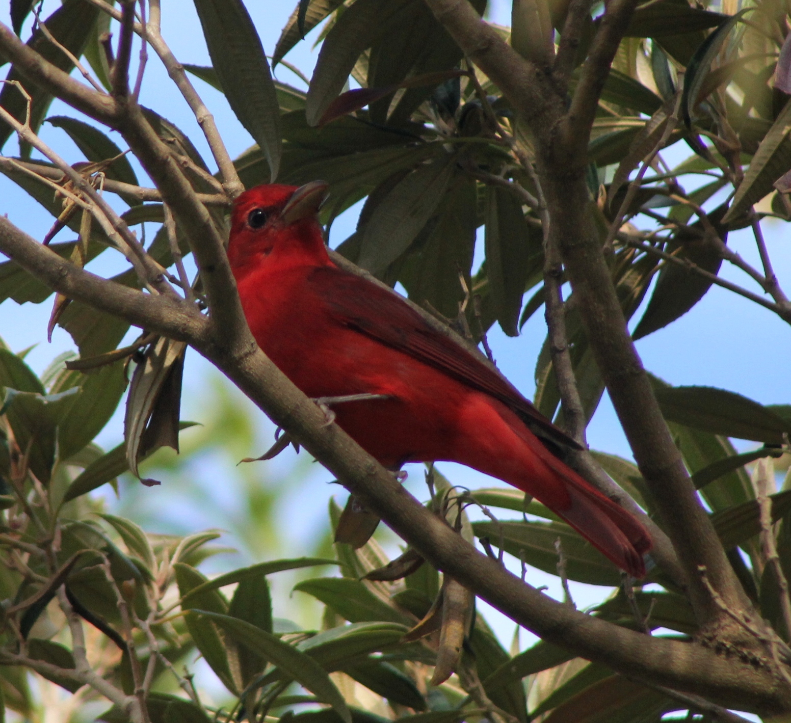 Summer tanager