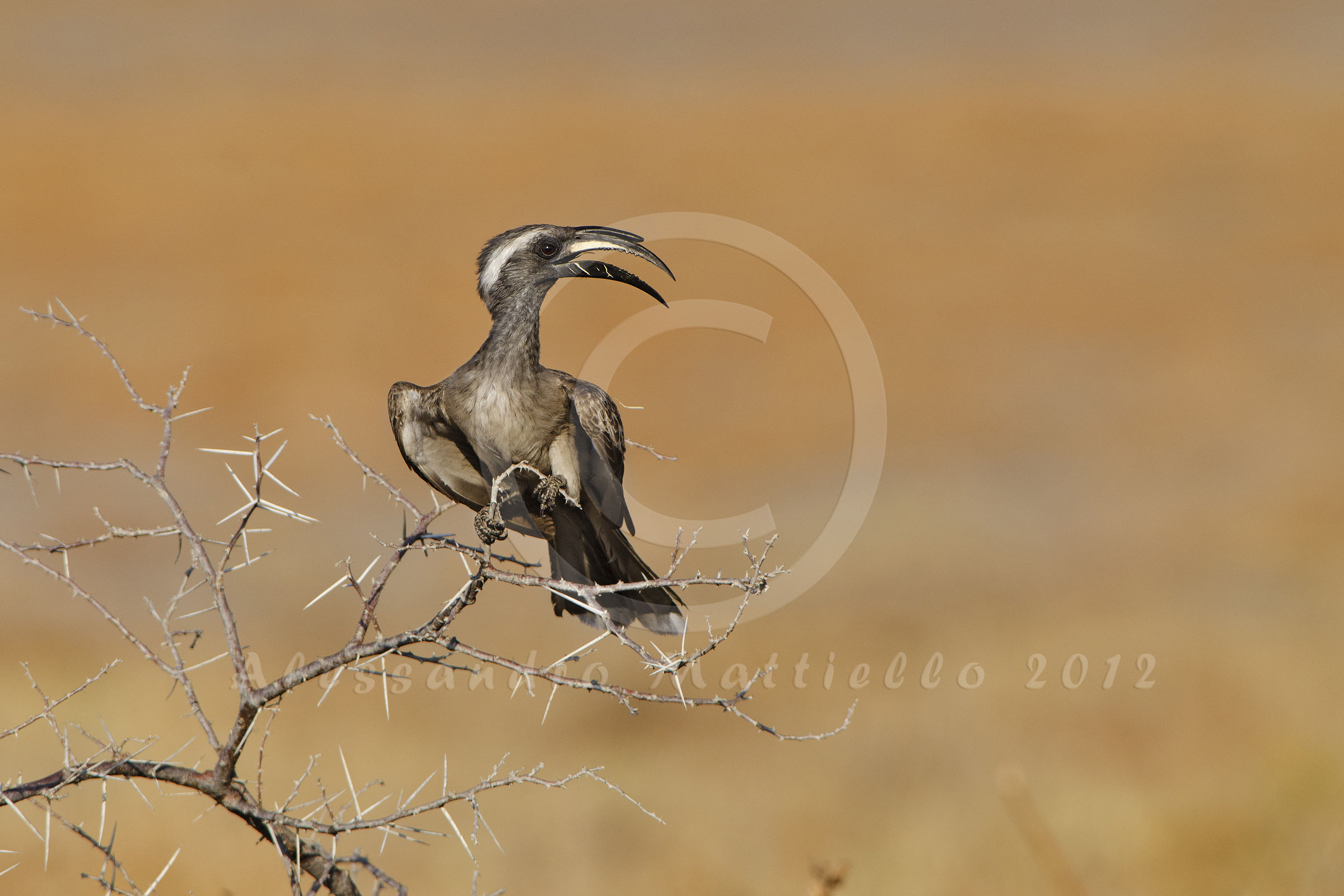 gray hornbill beak at sunset