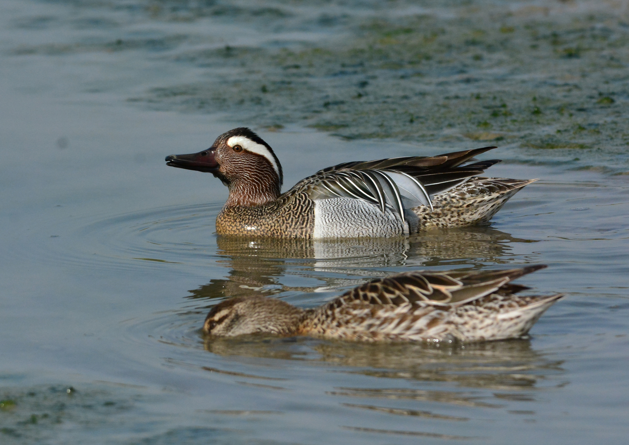 marzaiola coppia ad aprile
