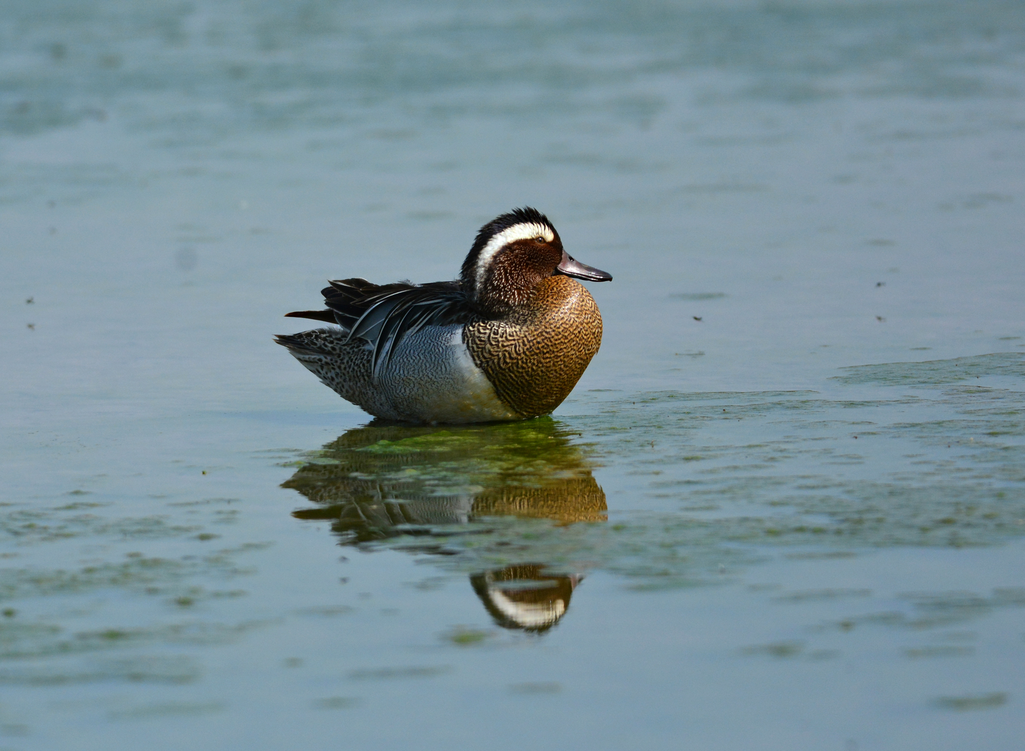 marzaiola maschio a riposo