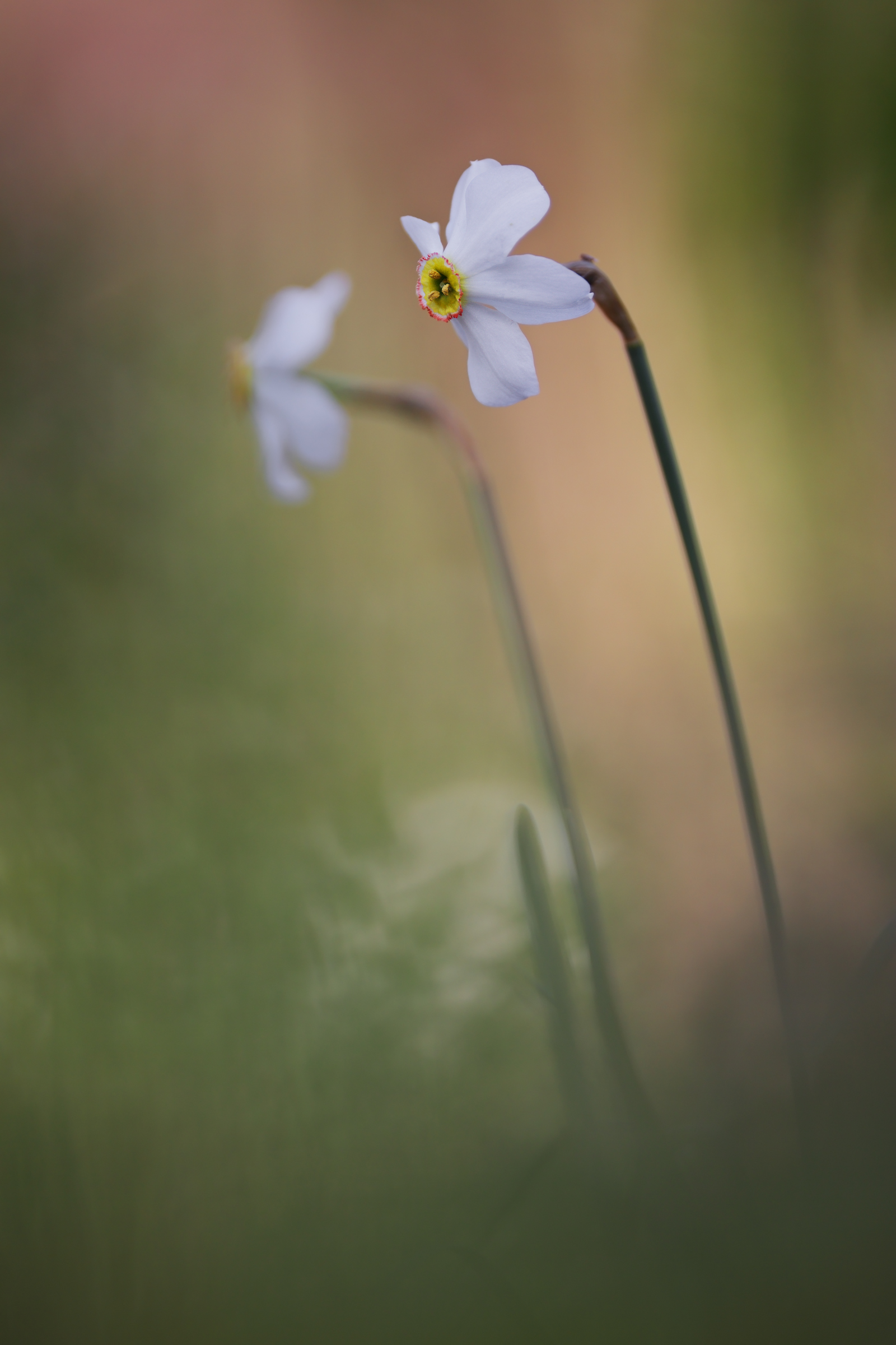 Narcissus poeticus