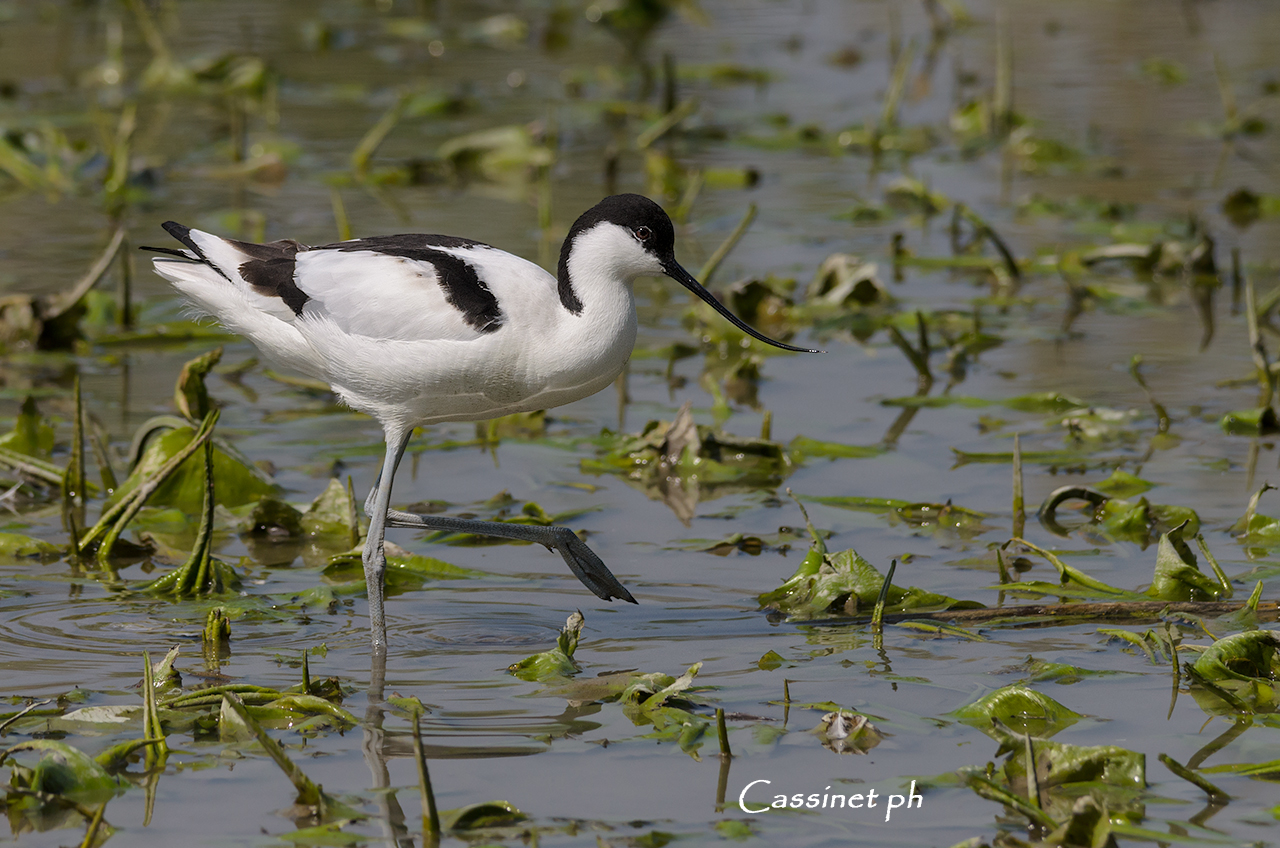 Avocetta