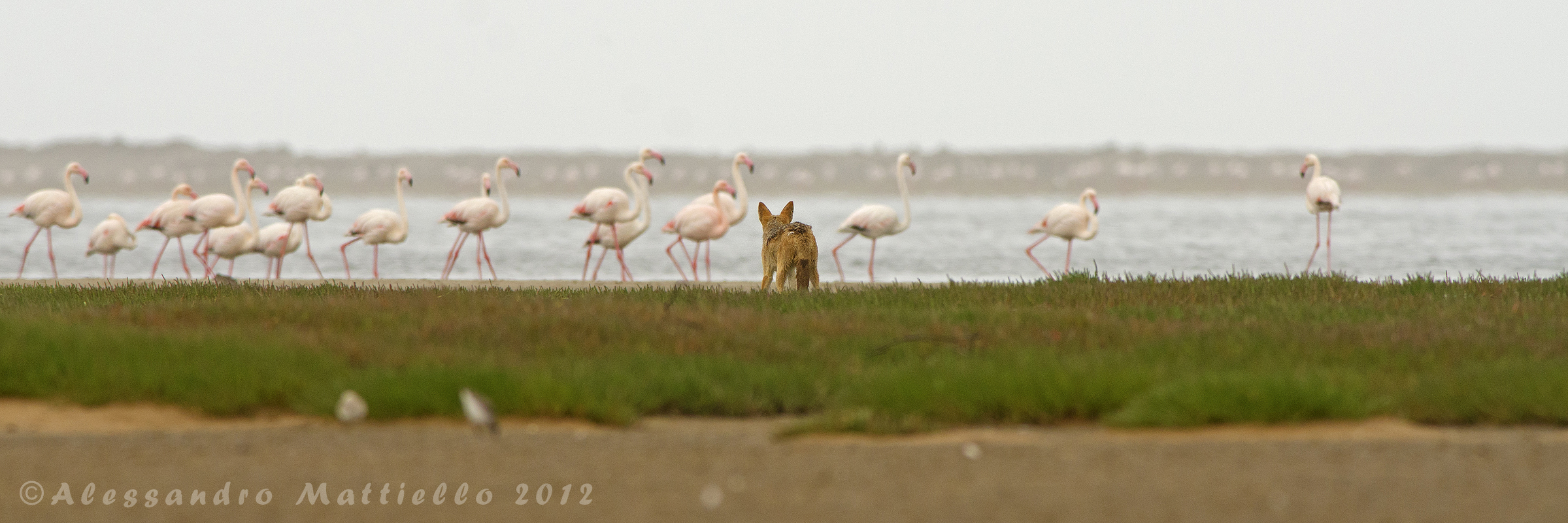 the point of view of the Jackal ...