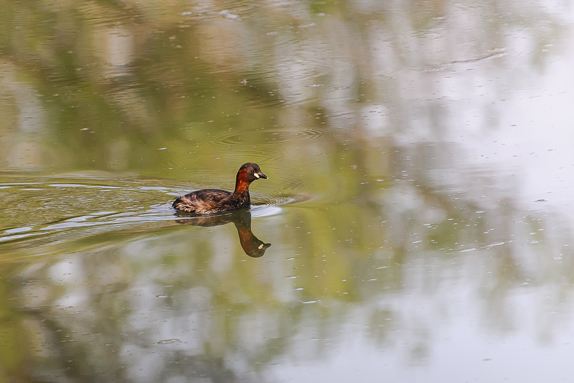Little Grebe