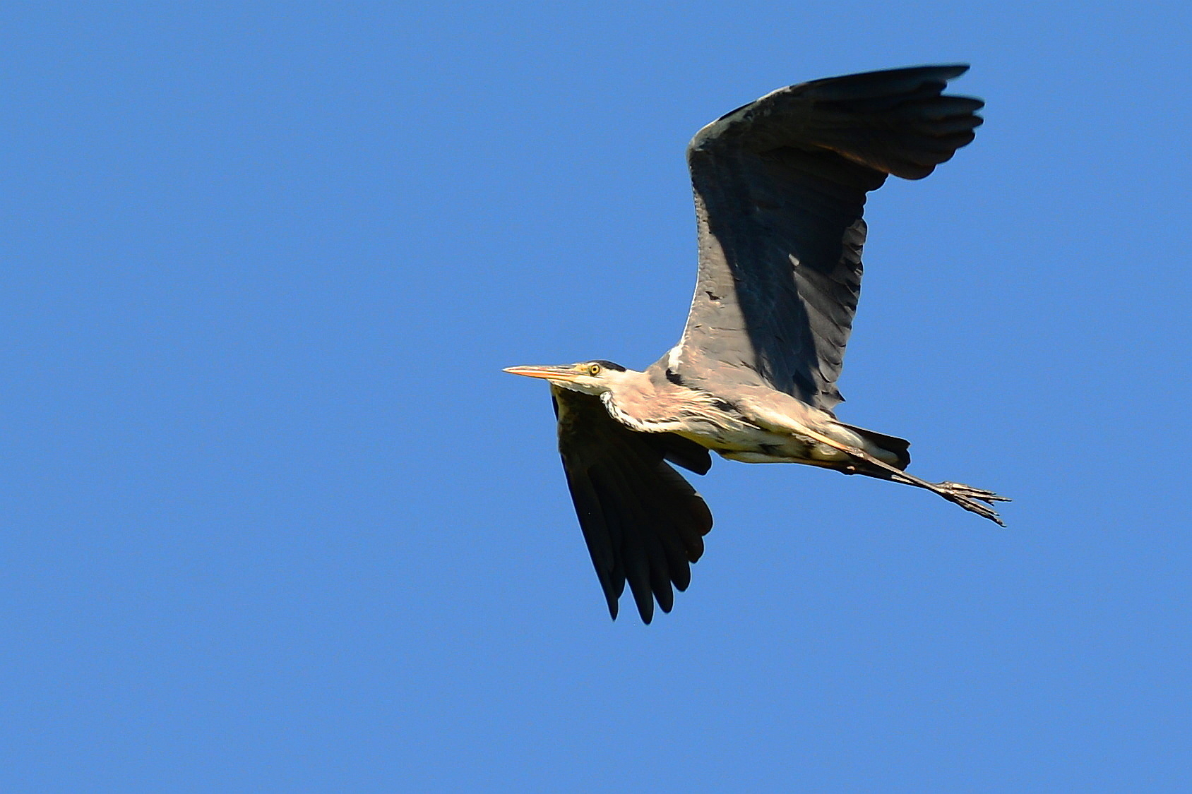 3 heron heron in flight
