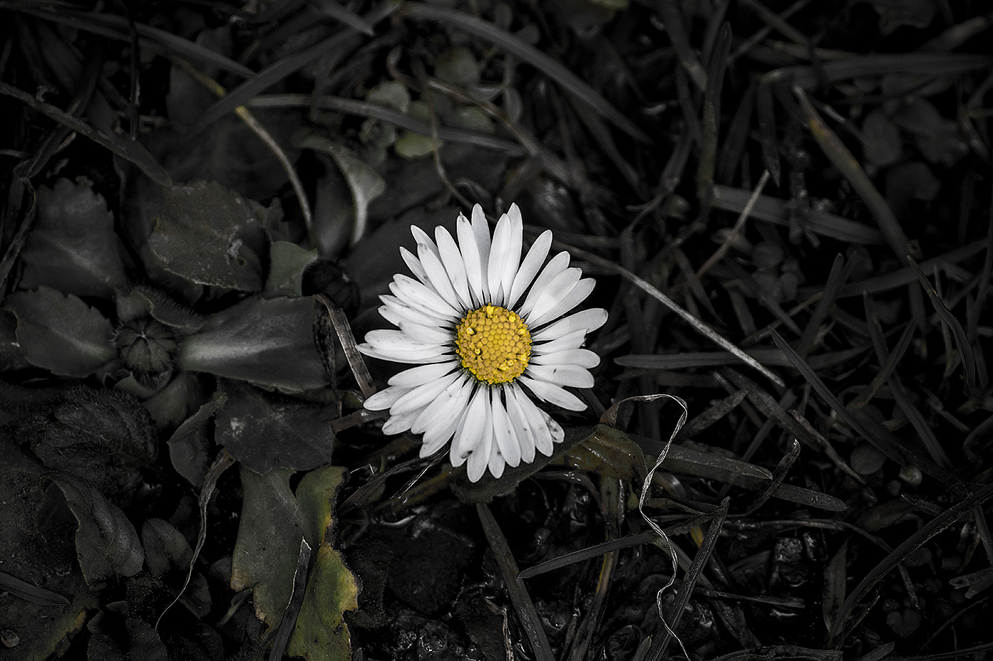 One glimmer of new life