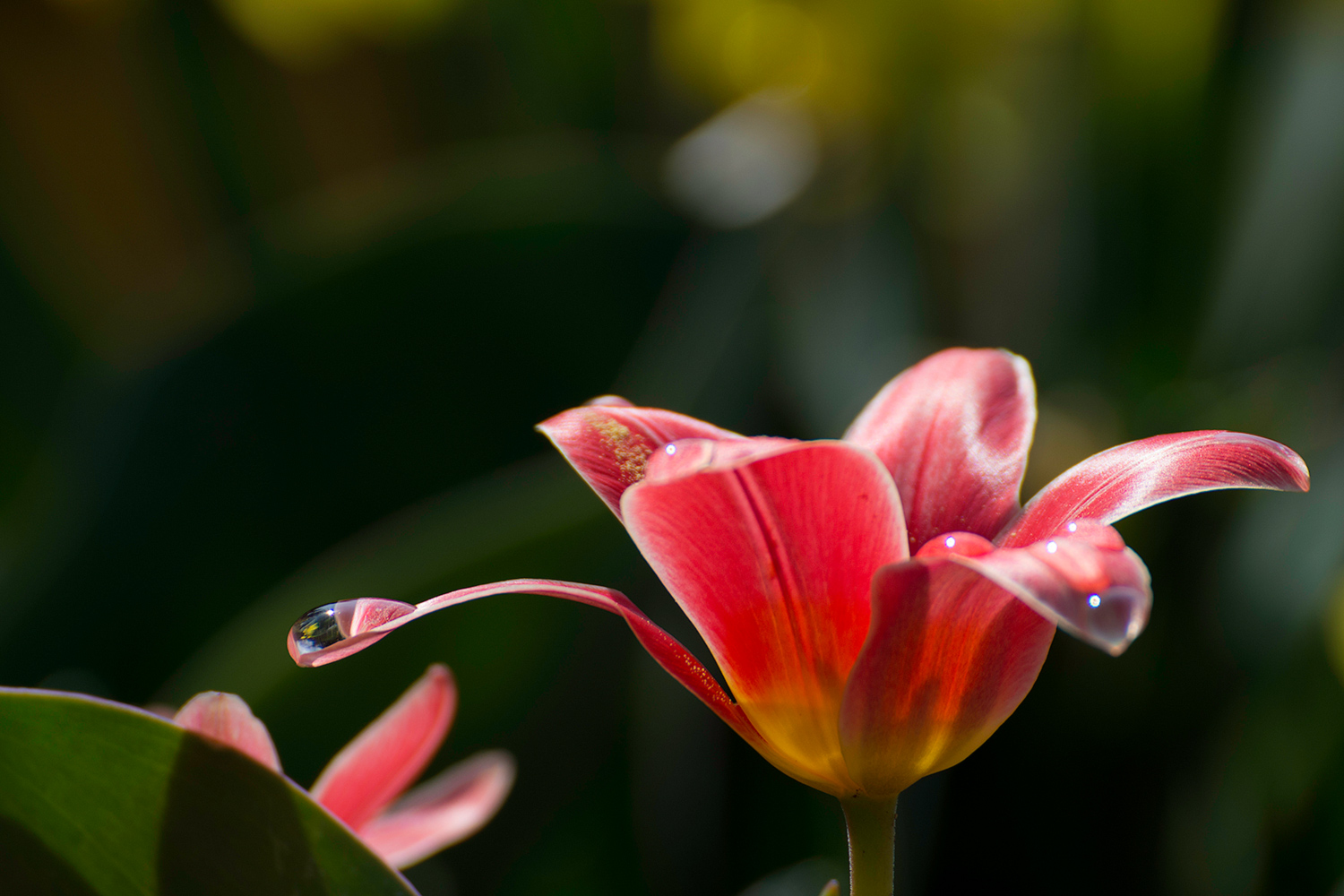 Il peso di una goccia