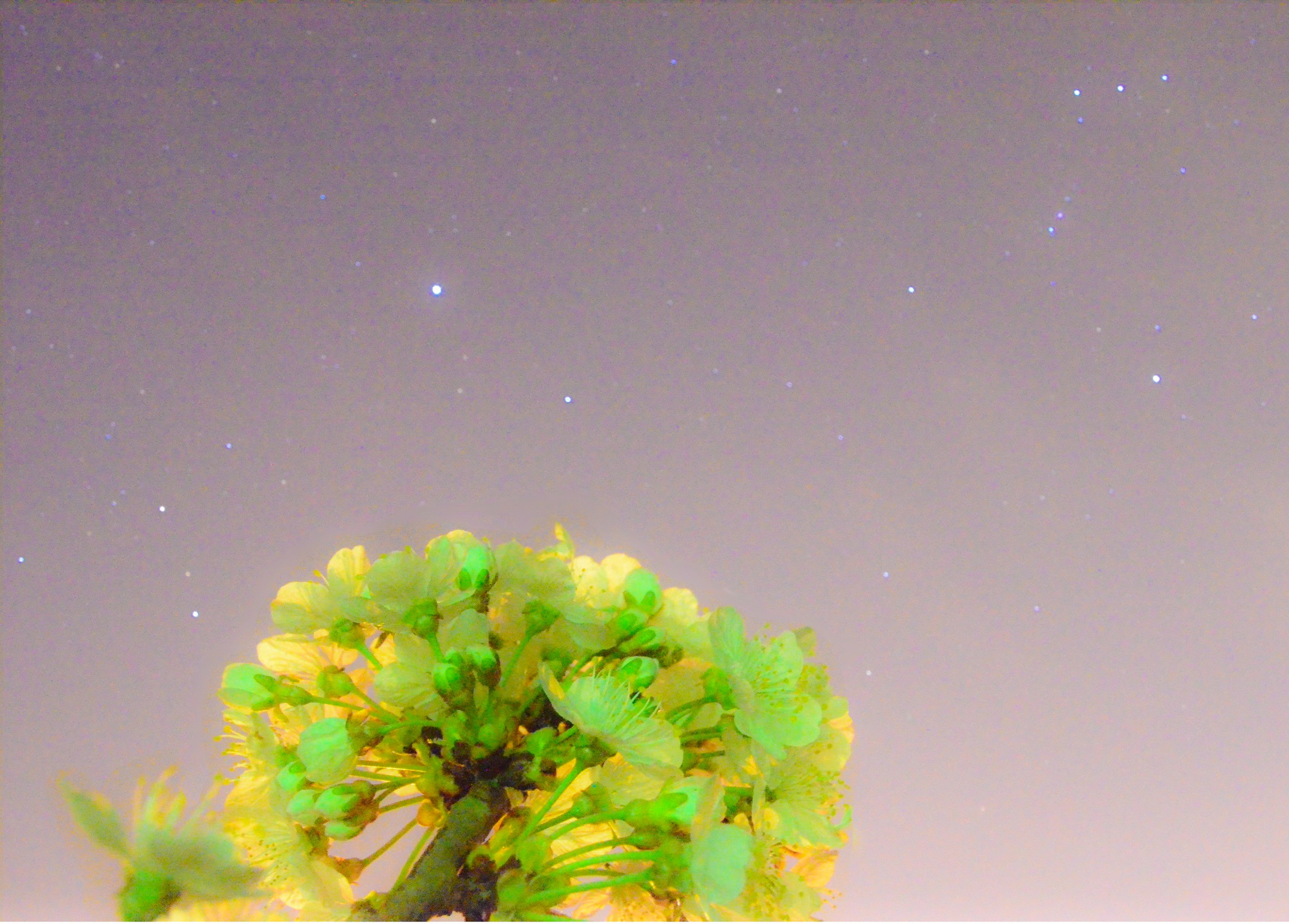 Il giardino delle stelle fiorite