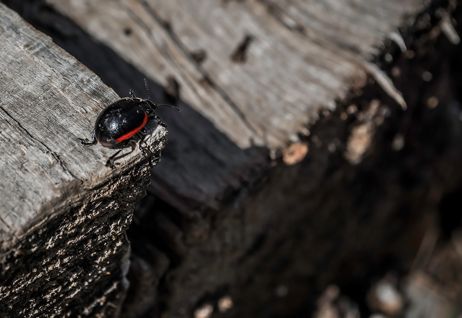 I do, I'll jump? ...