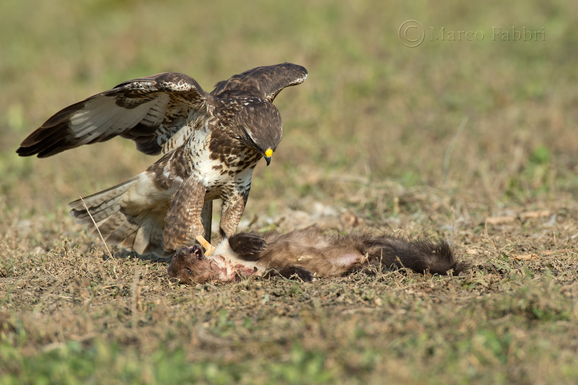 La Poiana e la Faina 3