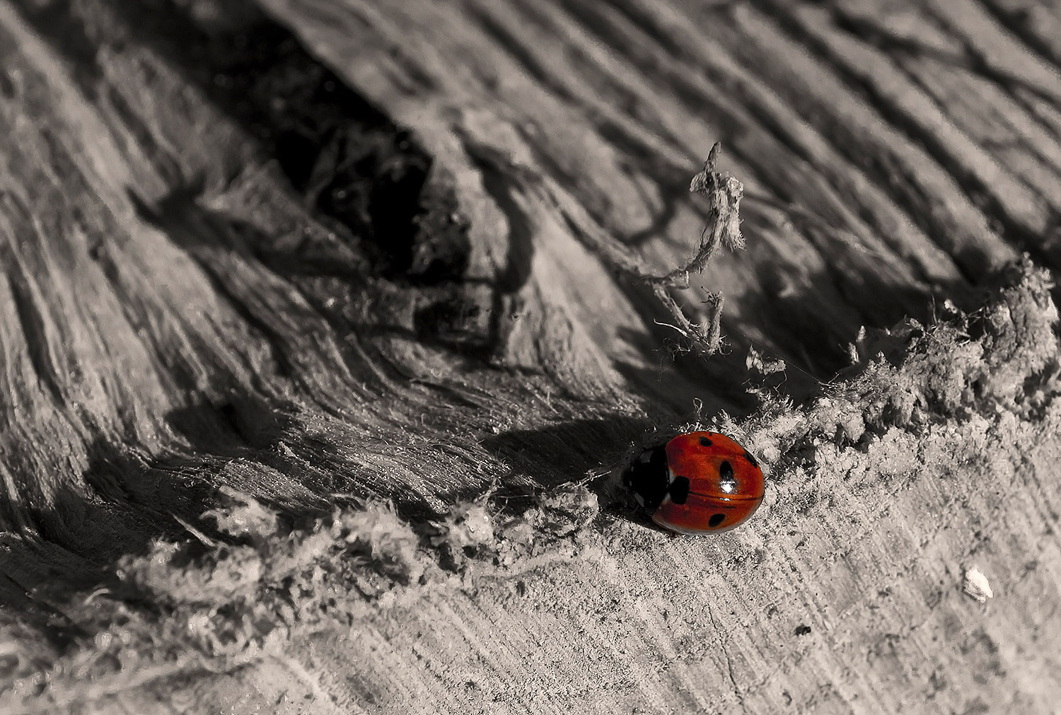 Ladybug