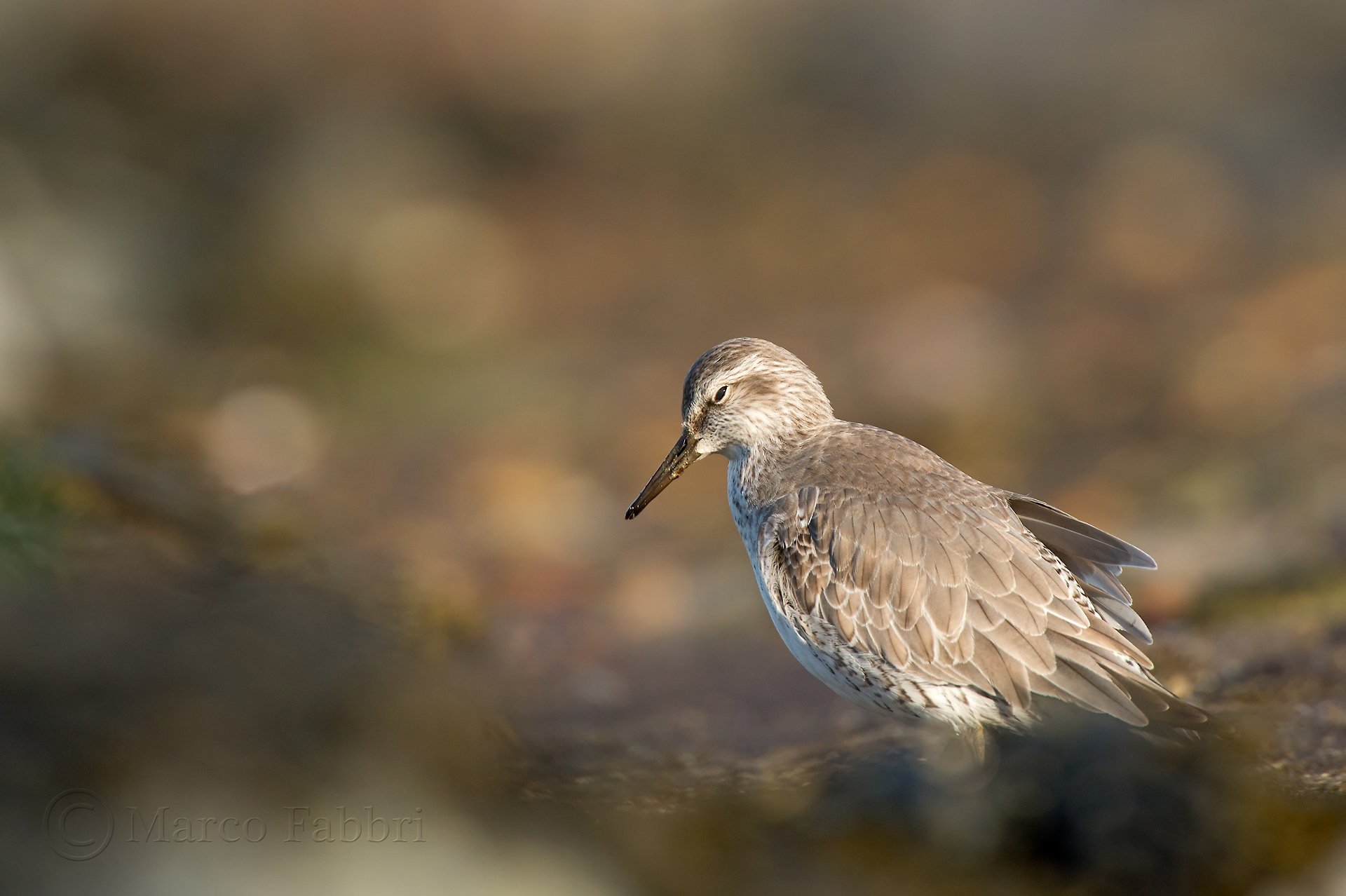 Sandpiper Major