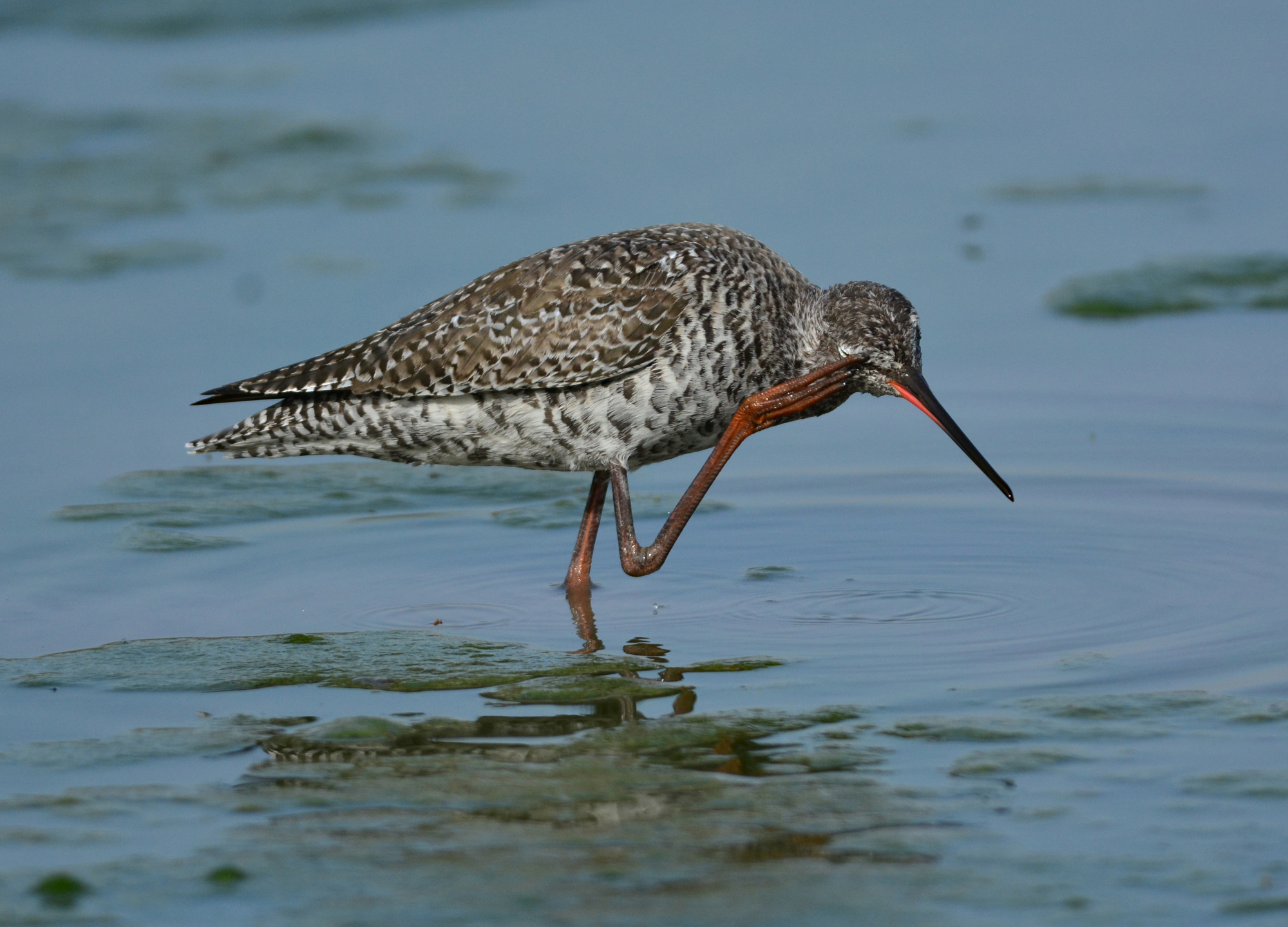 totano moro e le lenti a contatto