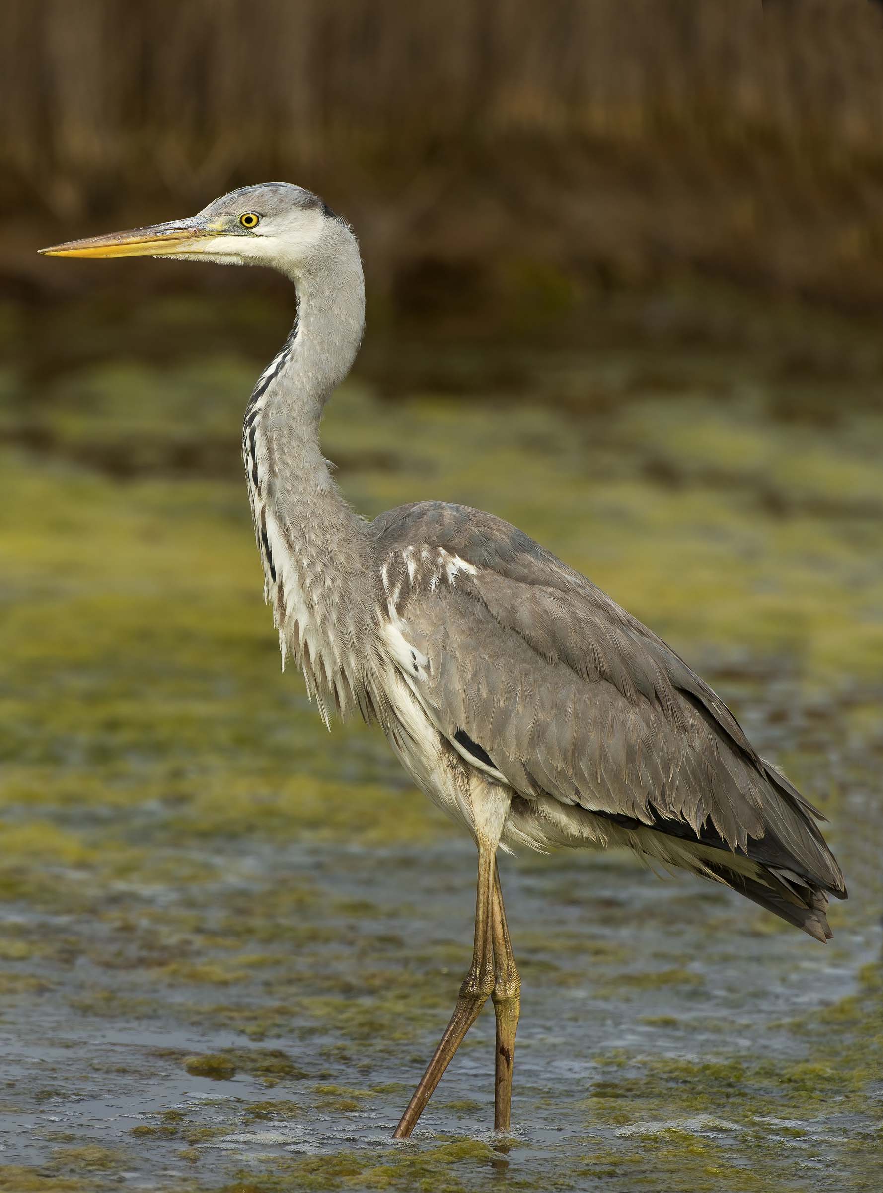 airone cinerino...raddrizzato