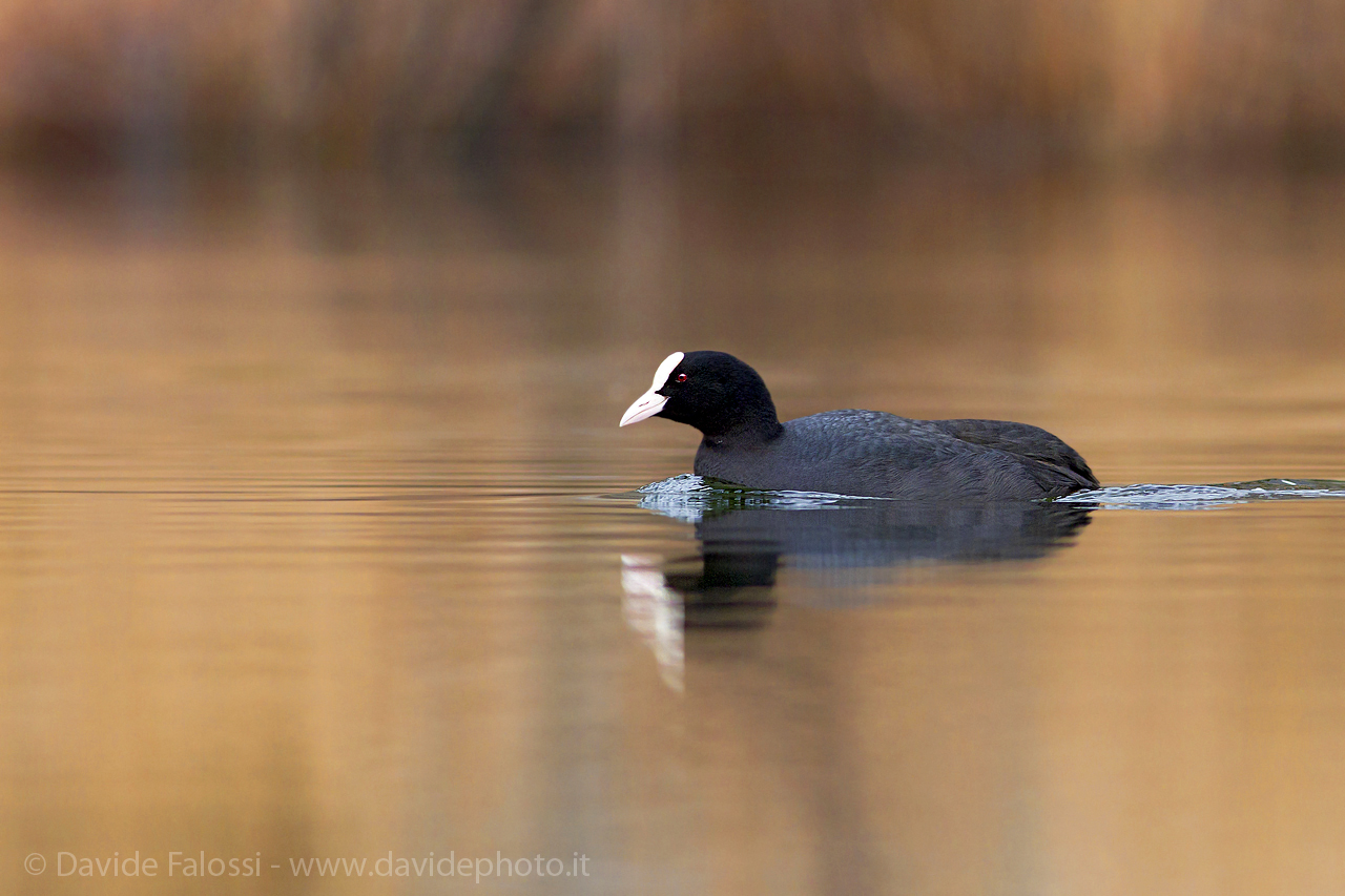 Coot at sunset