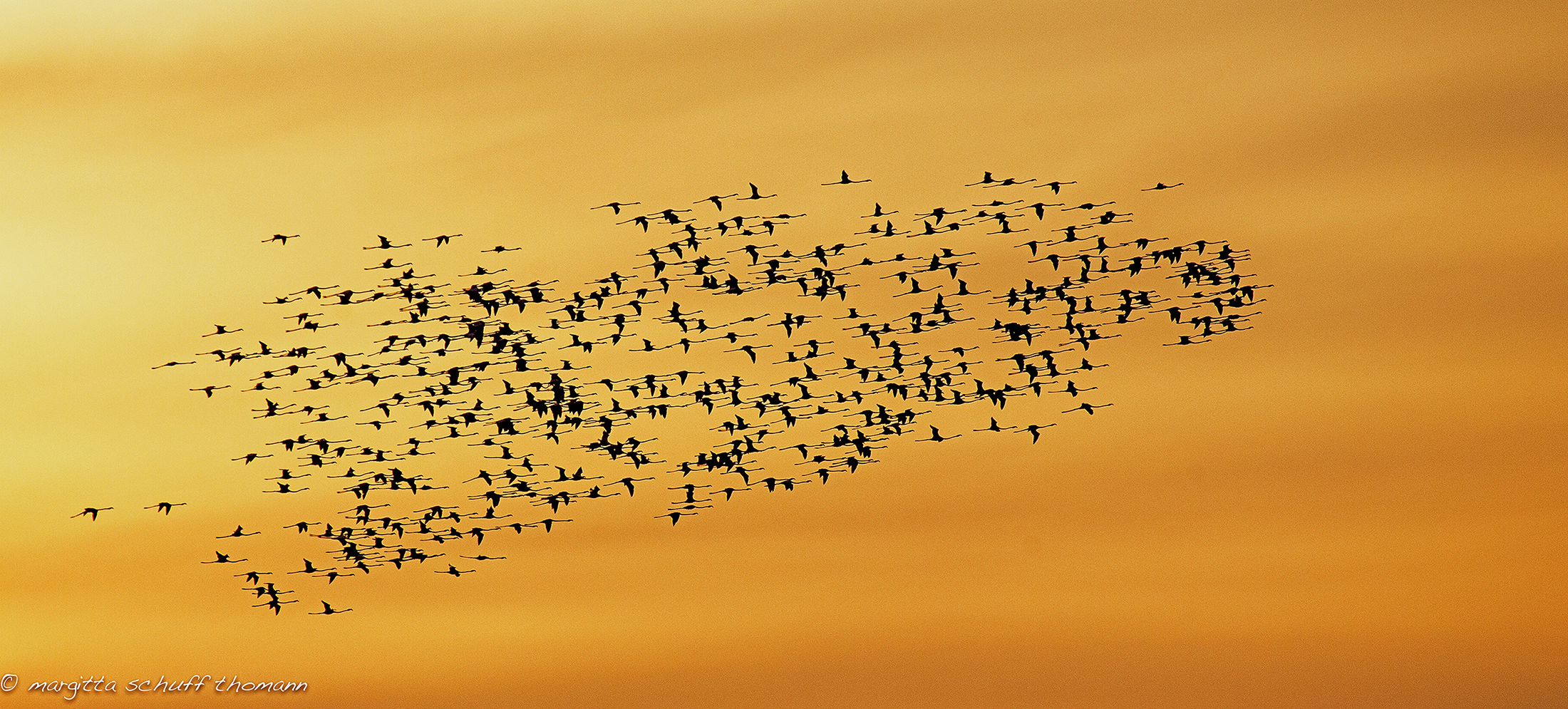 fenicotteri al tramonto in laguna a grado