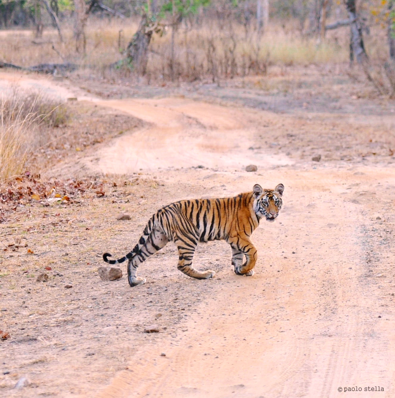 incontro col cucciolo