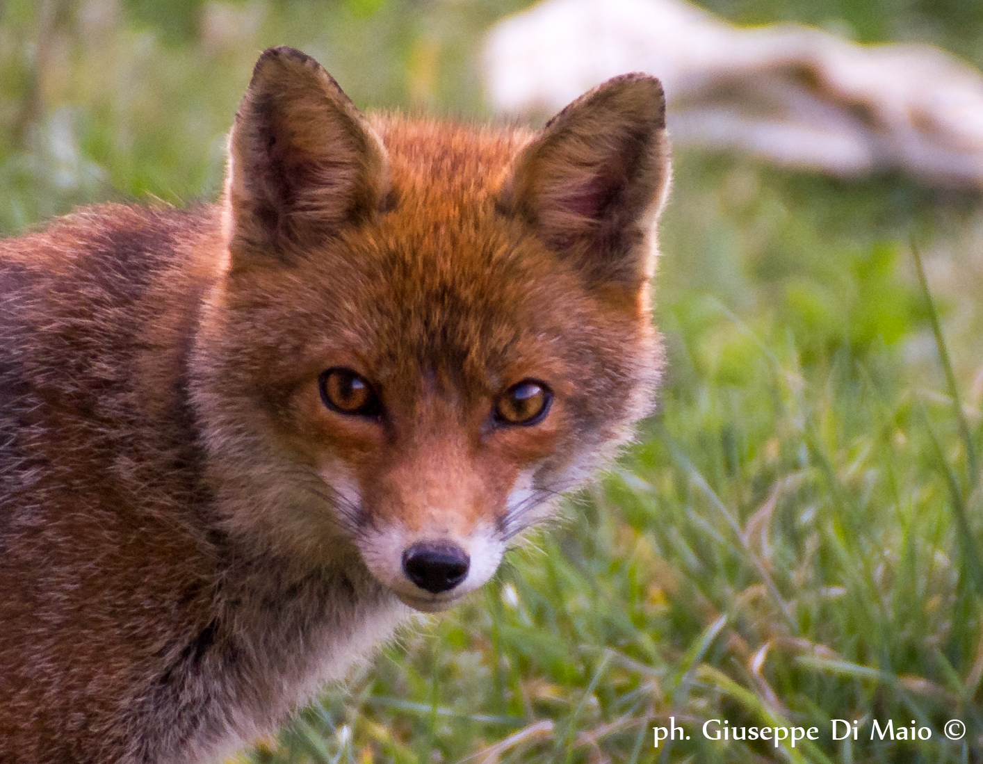 Cuckoo .. Look what I saw! =)