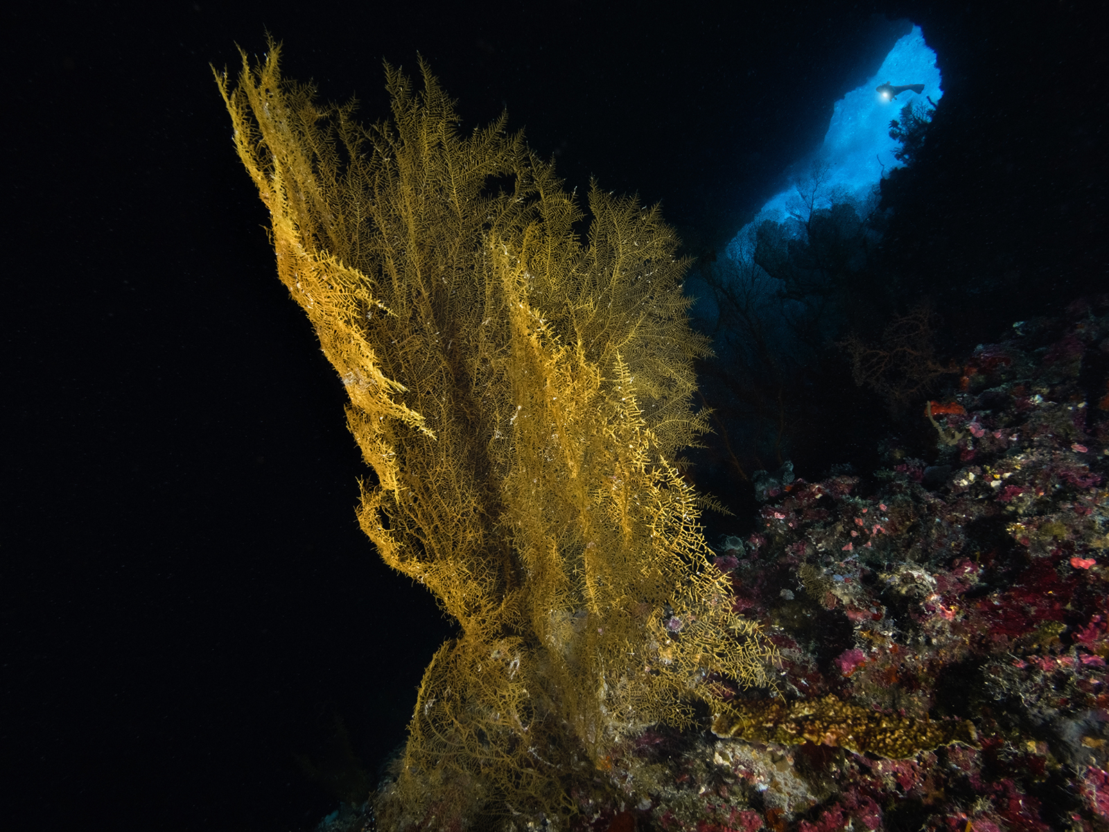 The gorgonian in the cave