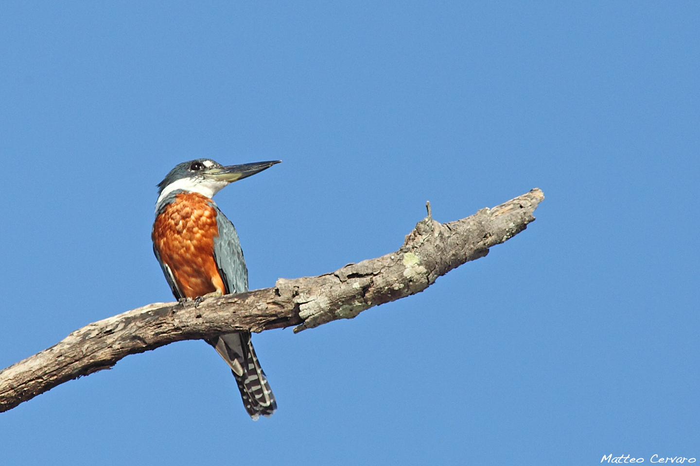 Ringed Kingfisher
