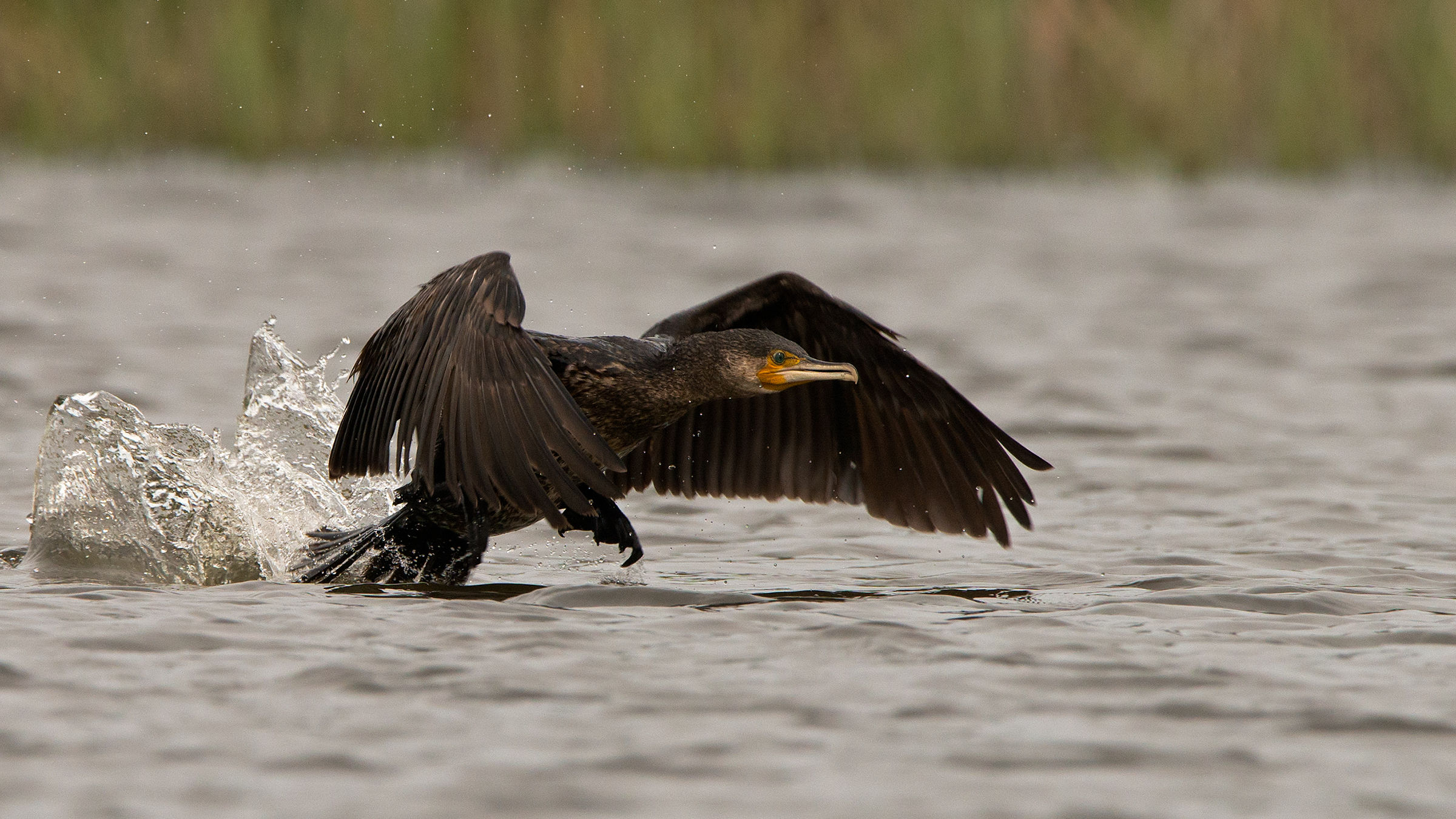 cormorano in decollo