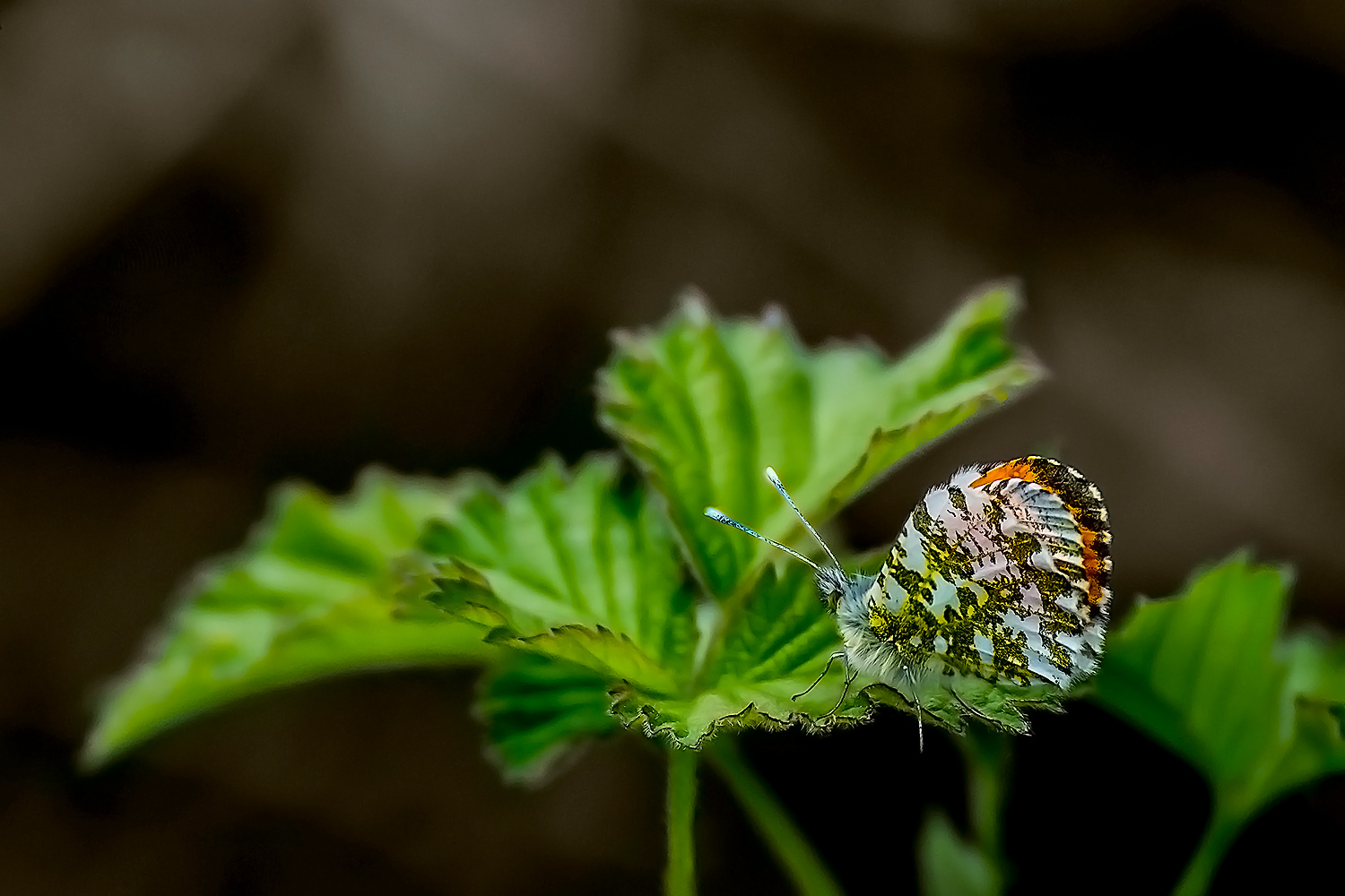 Anthocharis cardamines