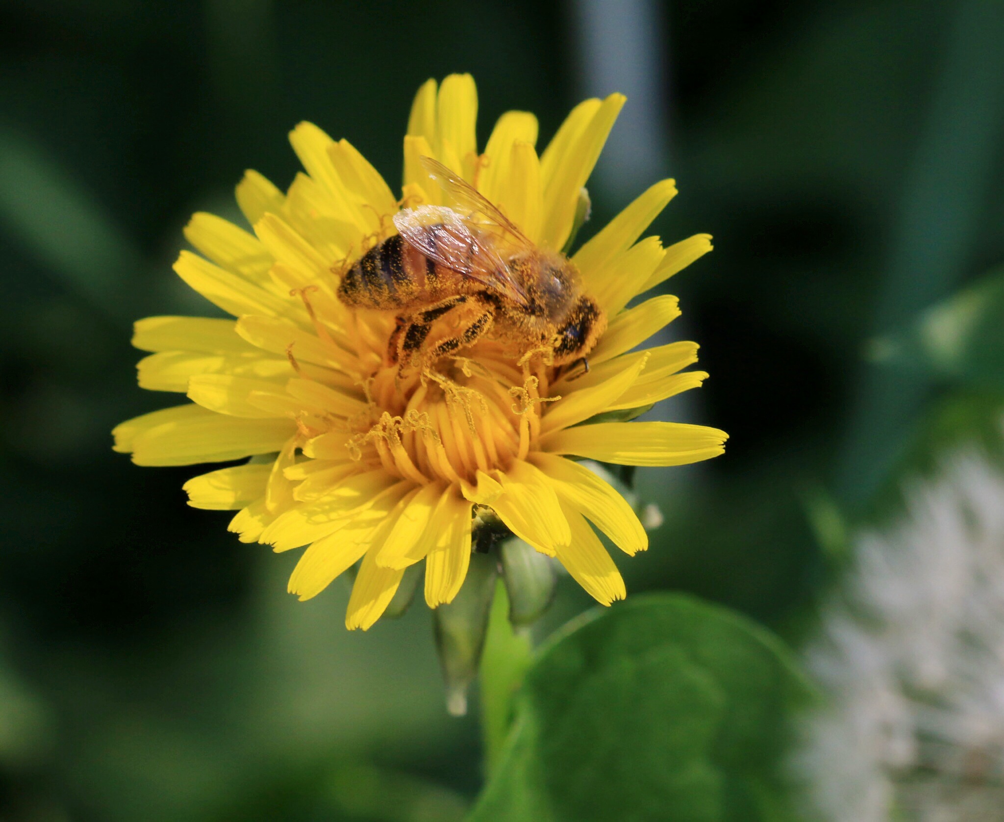 Ricoperta di polline