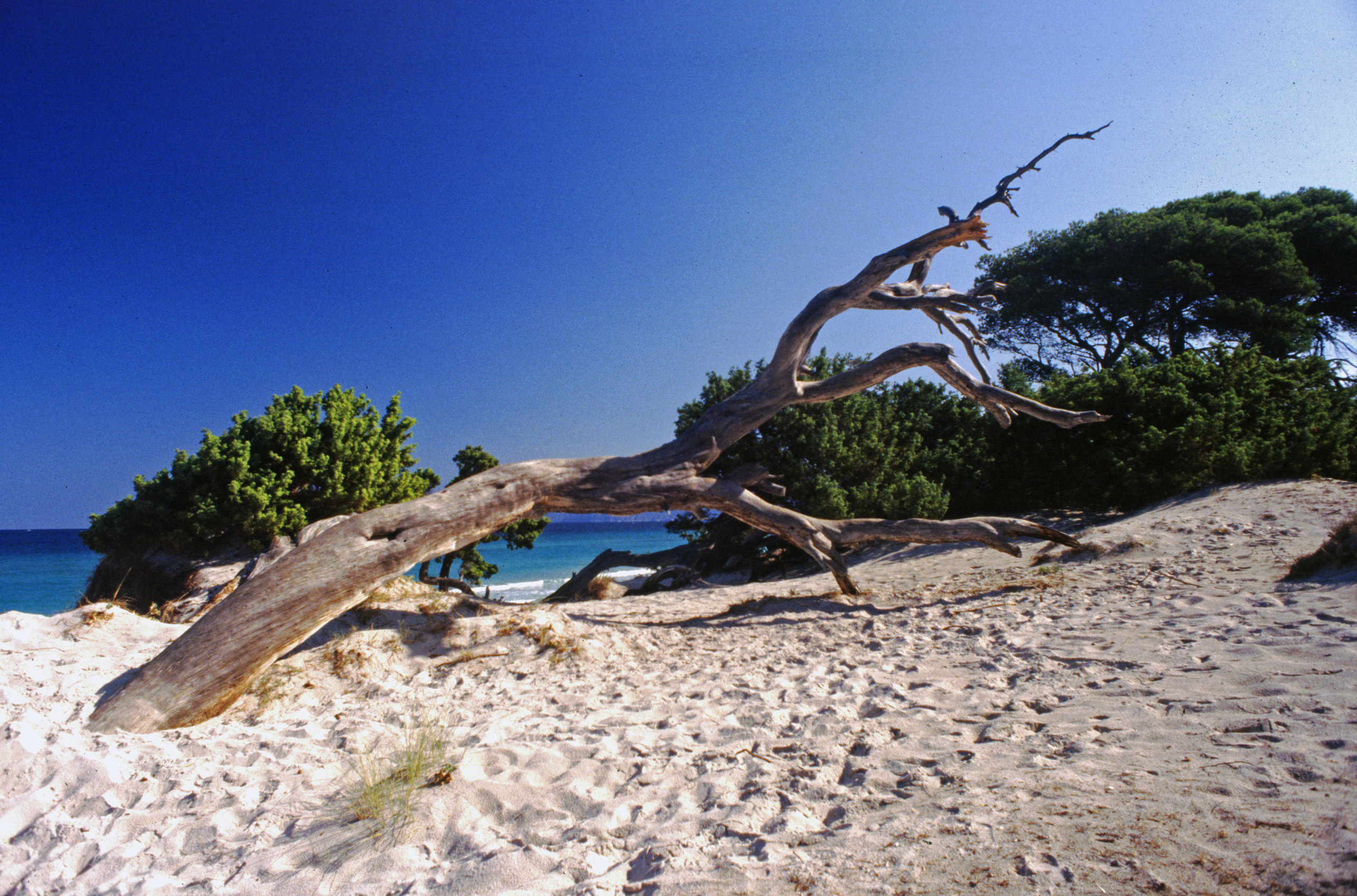 Tronco spiaggiato