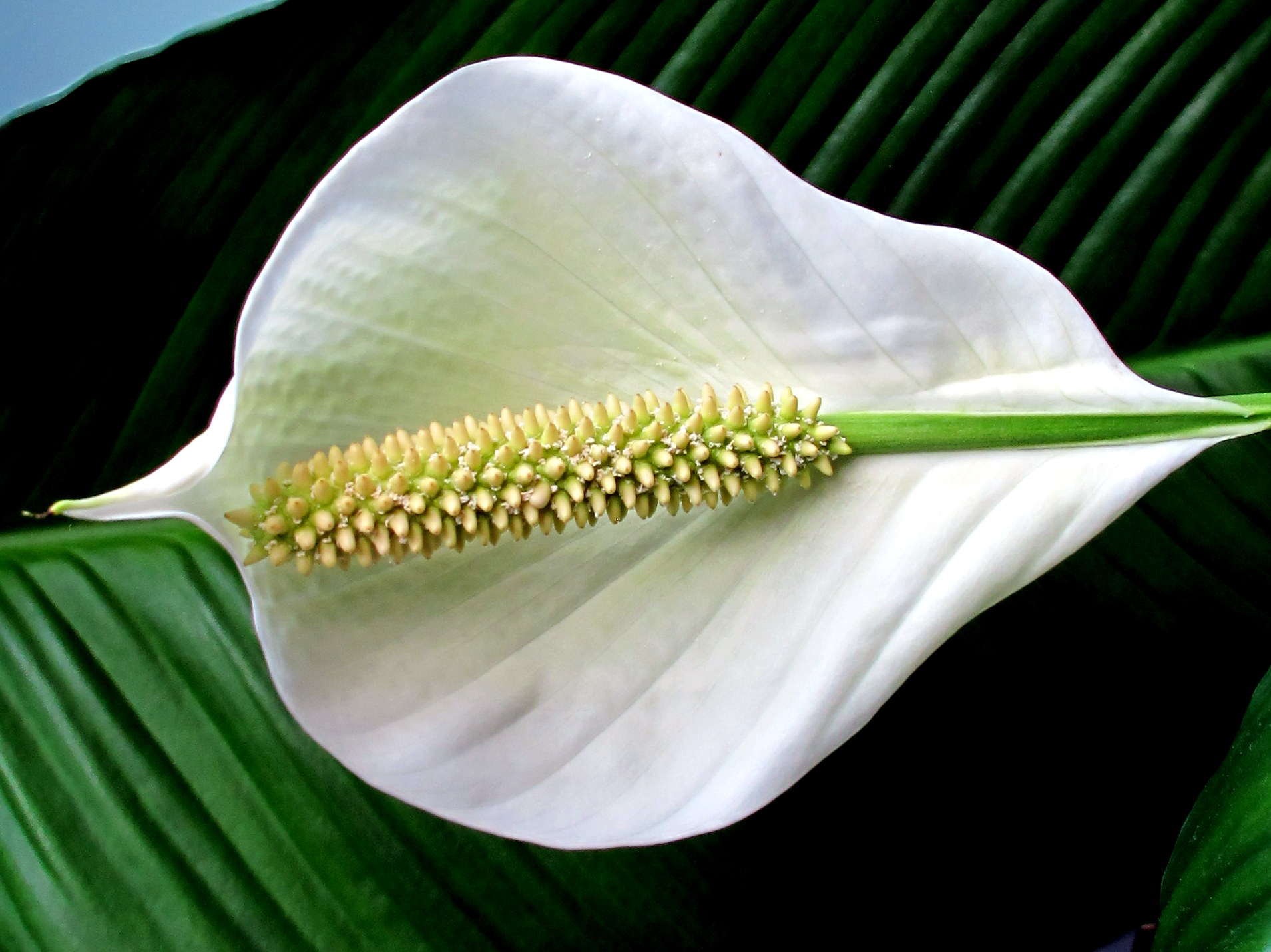 Blossom of Spatyphyllum