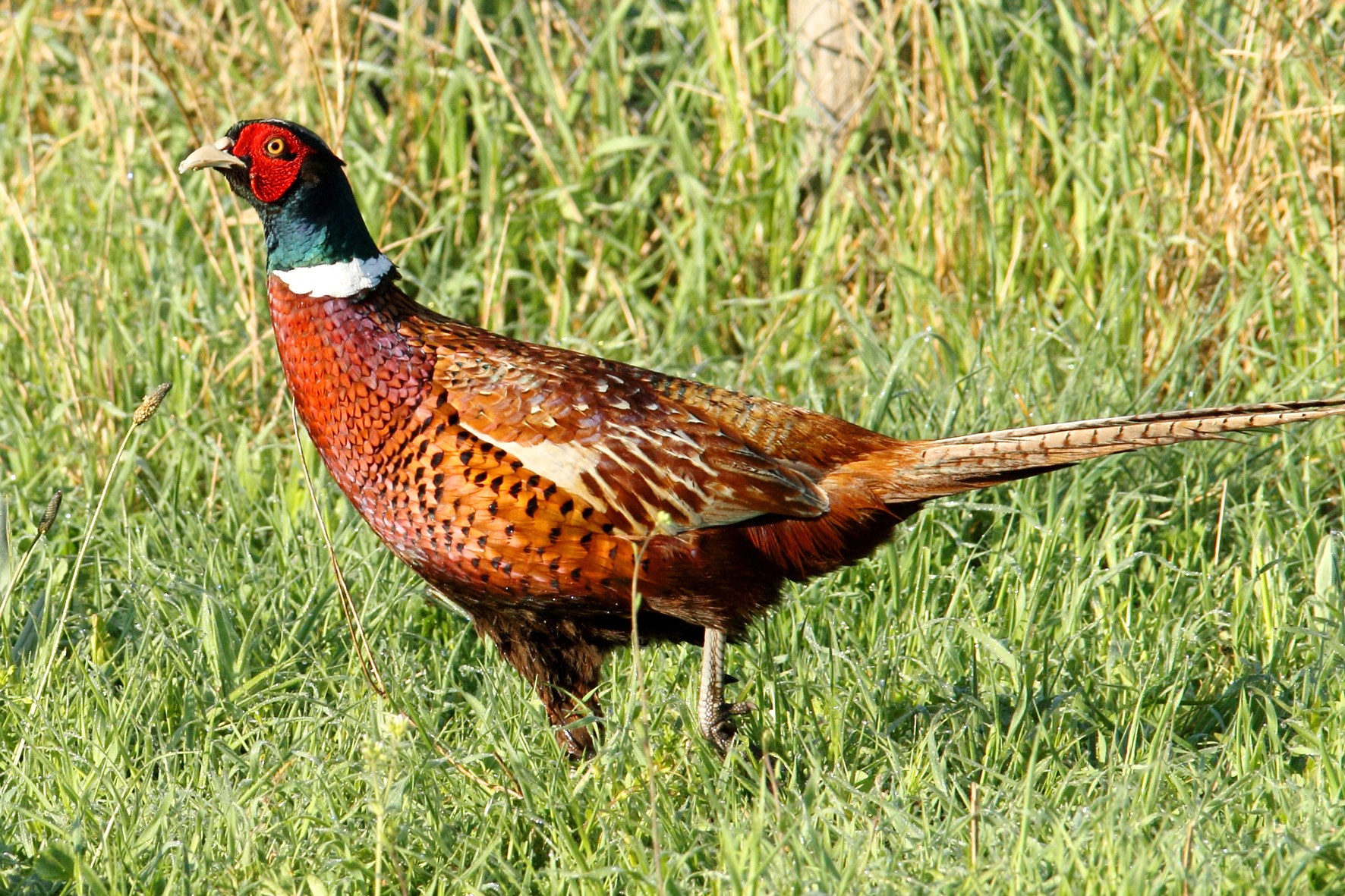 il passo del fagiano