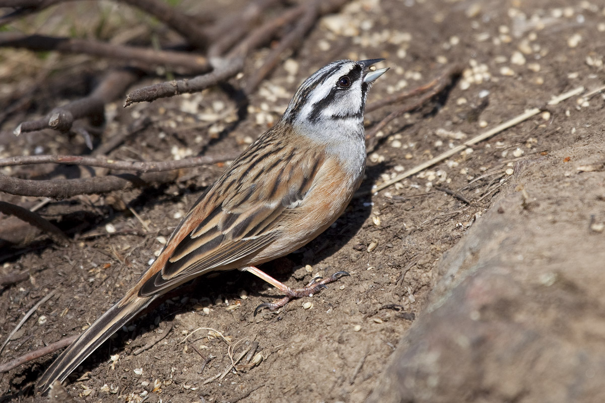 Rock Bunting