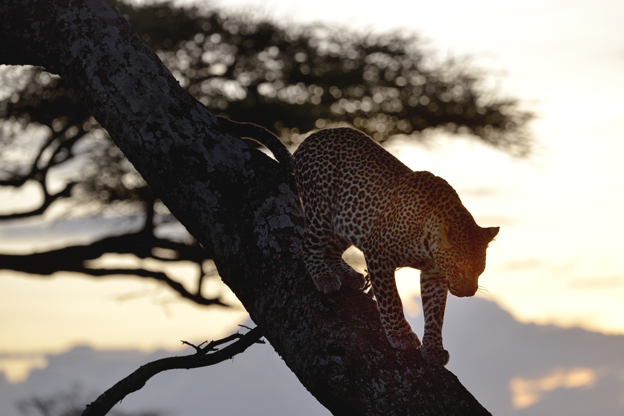 Serengeti - leopardo