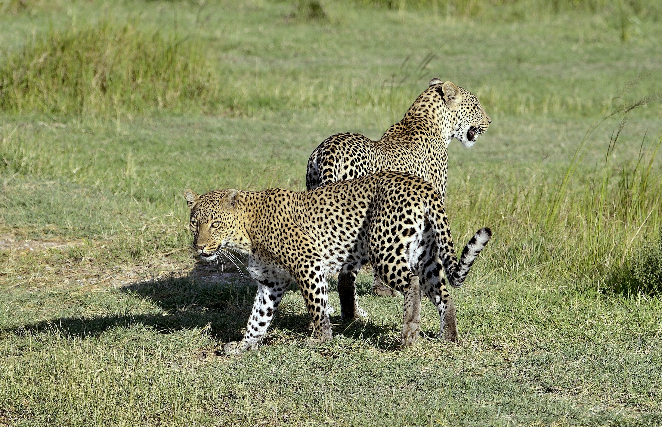 Serengeti - leopardi