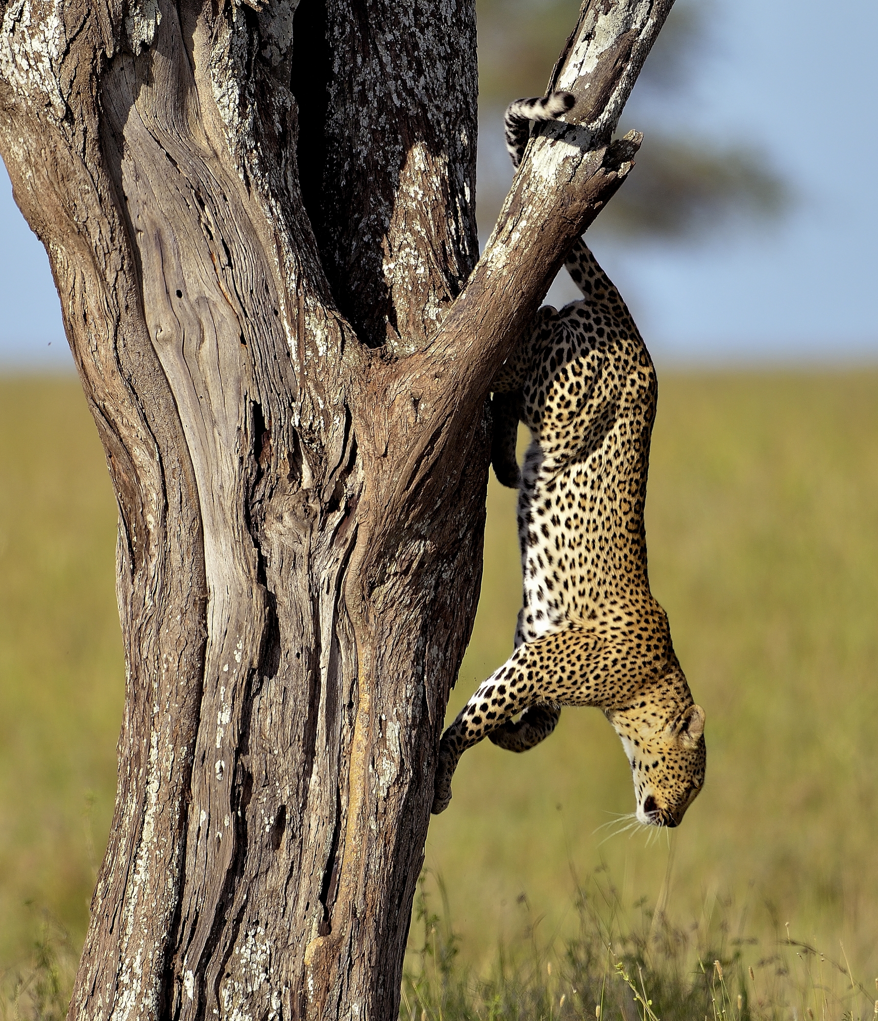 Serengeti - leopardo