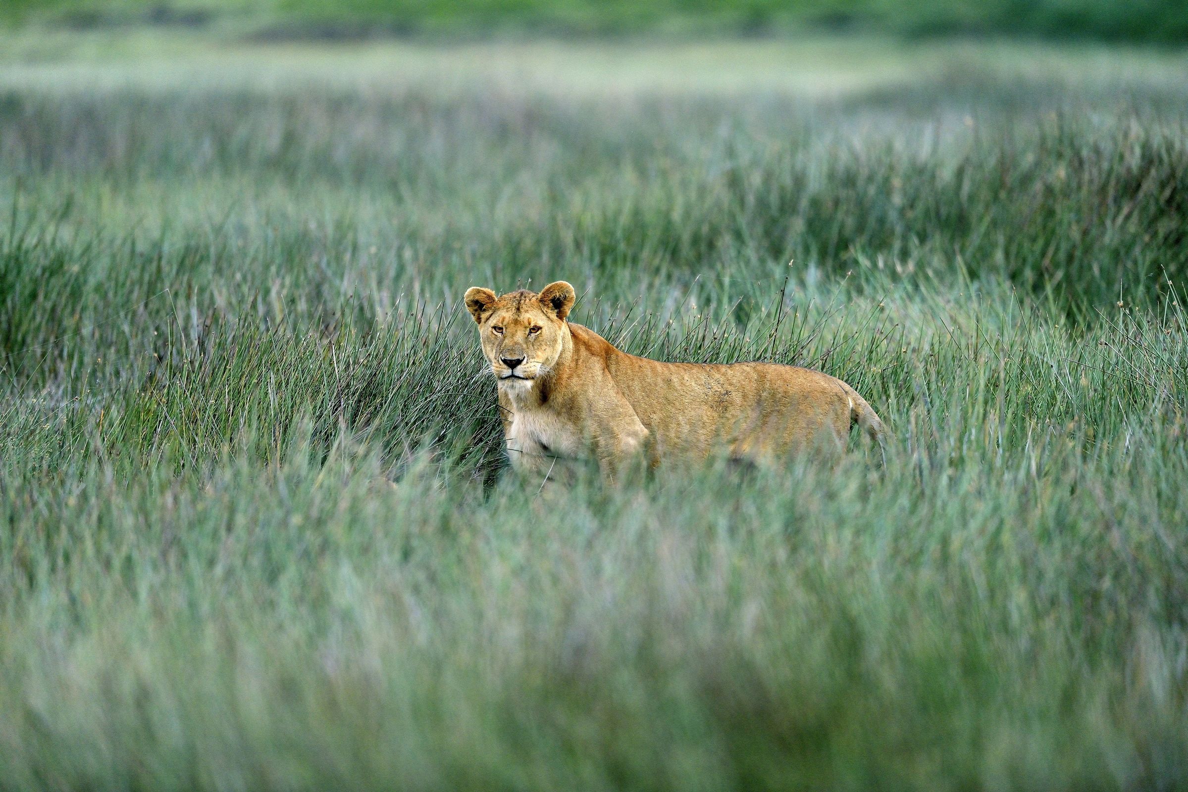 Ngorongoro Cocervation Area - Leonessa
