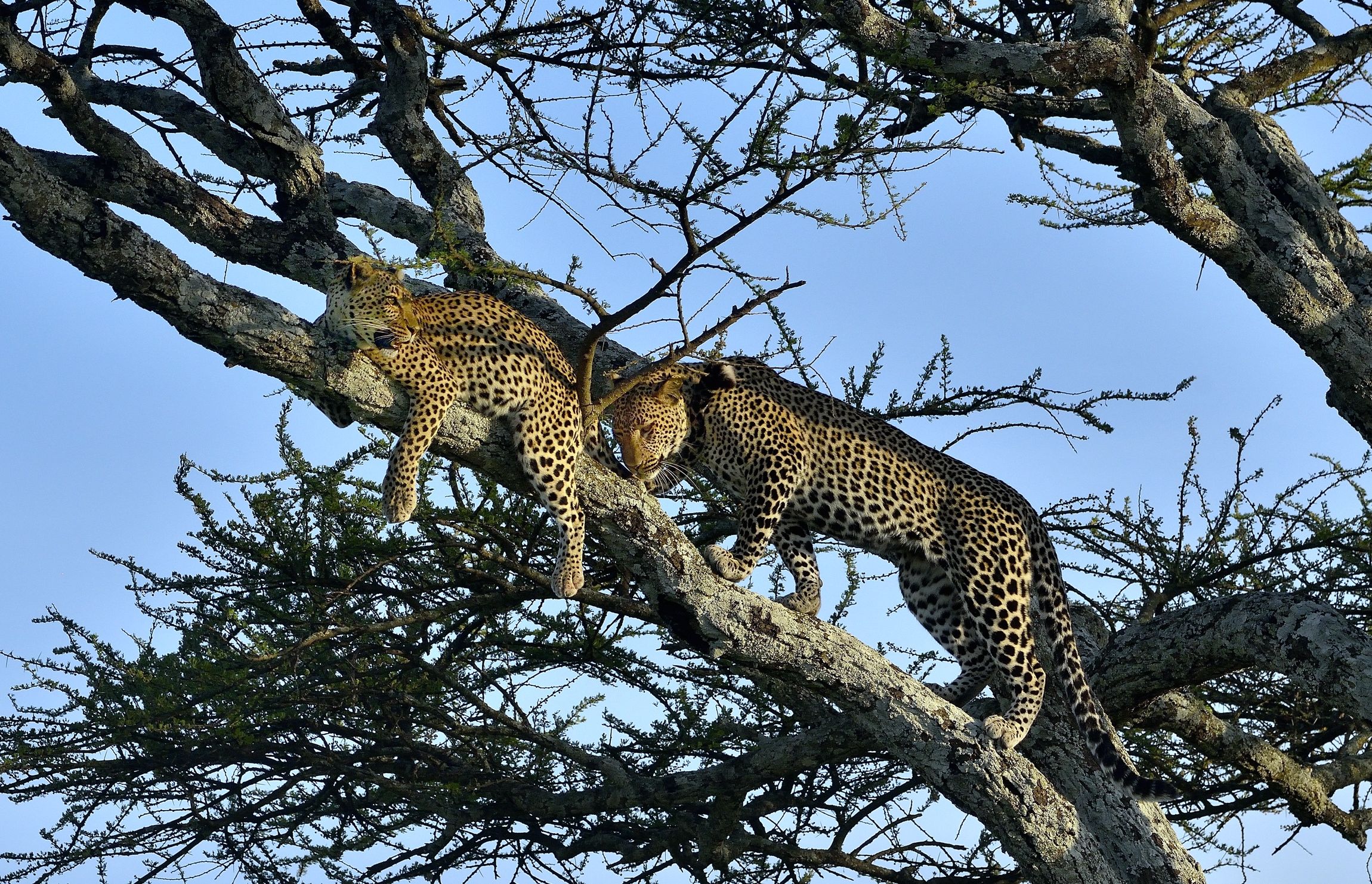 Serengeti - leopardi