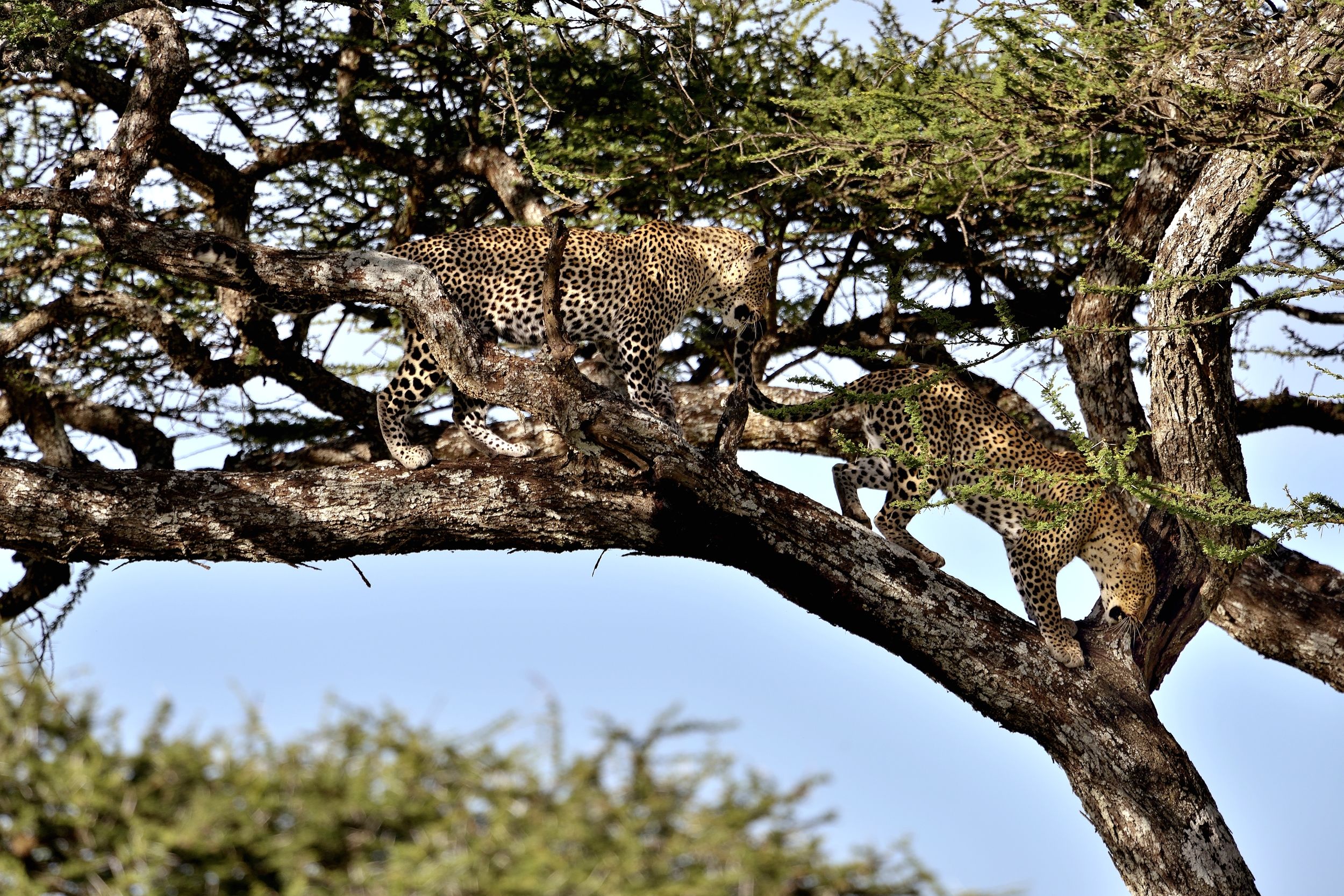 Serengeti - leopardi